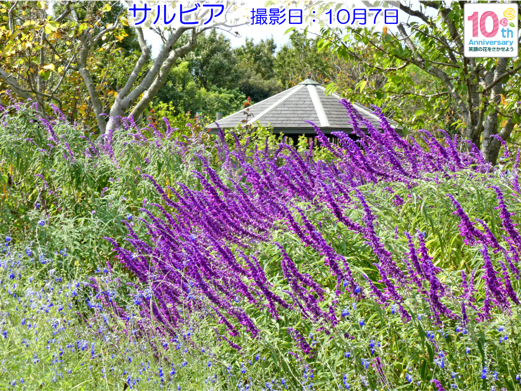 神奈川県立花と緑のふれあいセンター 花菜ガーデン