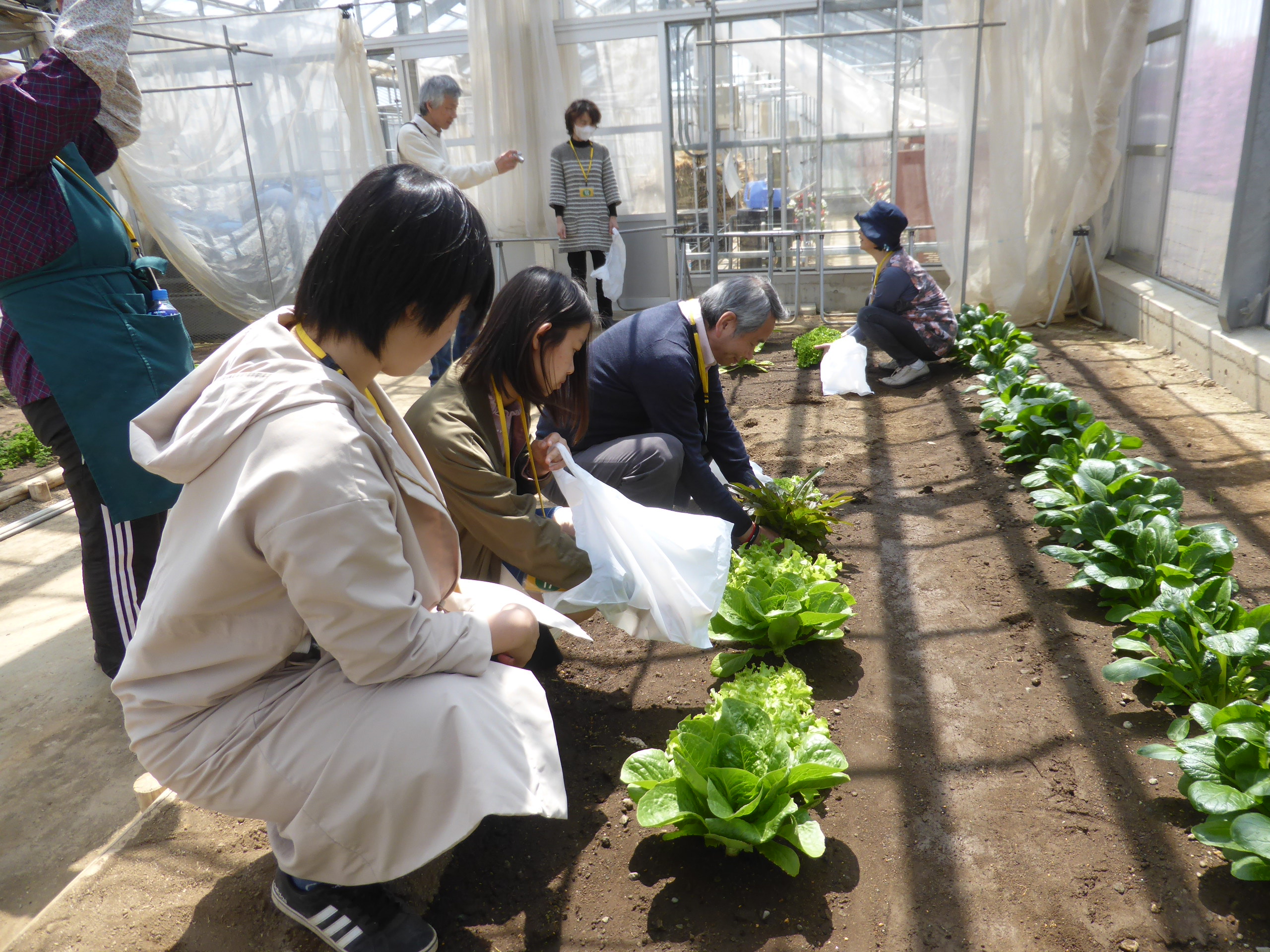 市場 たね 横浜植木 フリルレタス グリーン ハンサムグリーン