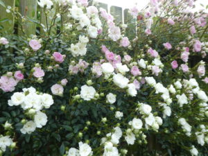 雨にも負けず バラが咲いています 神奈川県立花と緑のふれあいセンター 花菜ガーデン