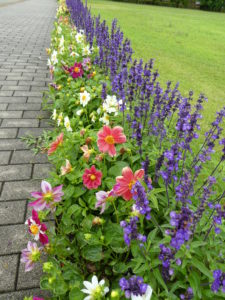 一年草花壇もなかなかです 神奈川県立花と緑のふれあいセンター 花菜ガーデン