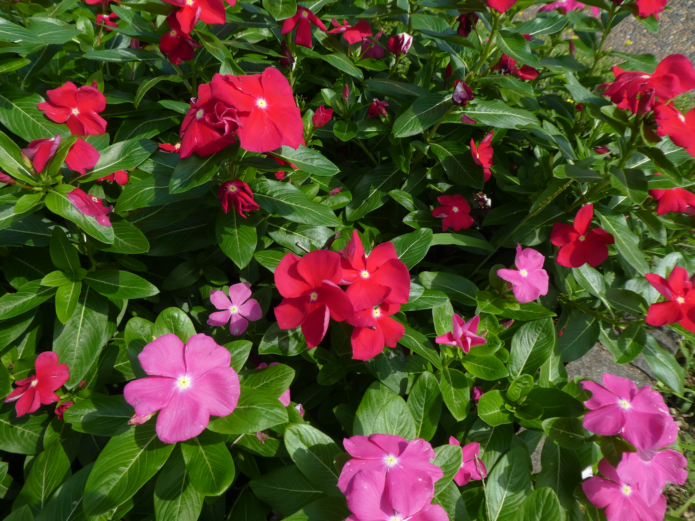 見ごろの植物 神奈川県立花と緑のふれあいセンター 花菜ガーデン