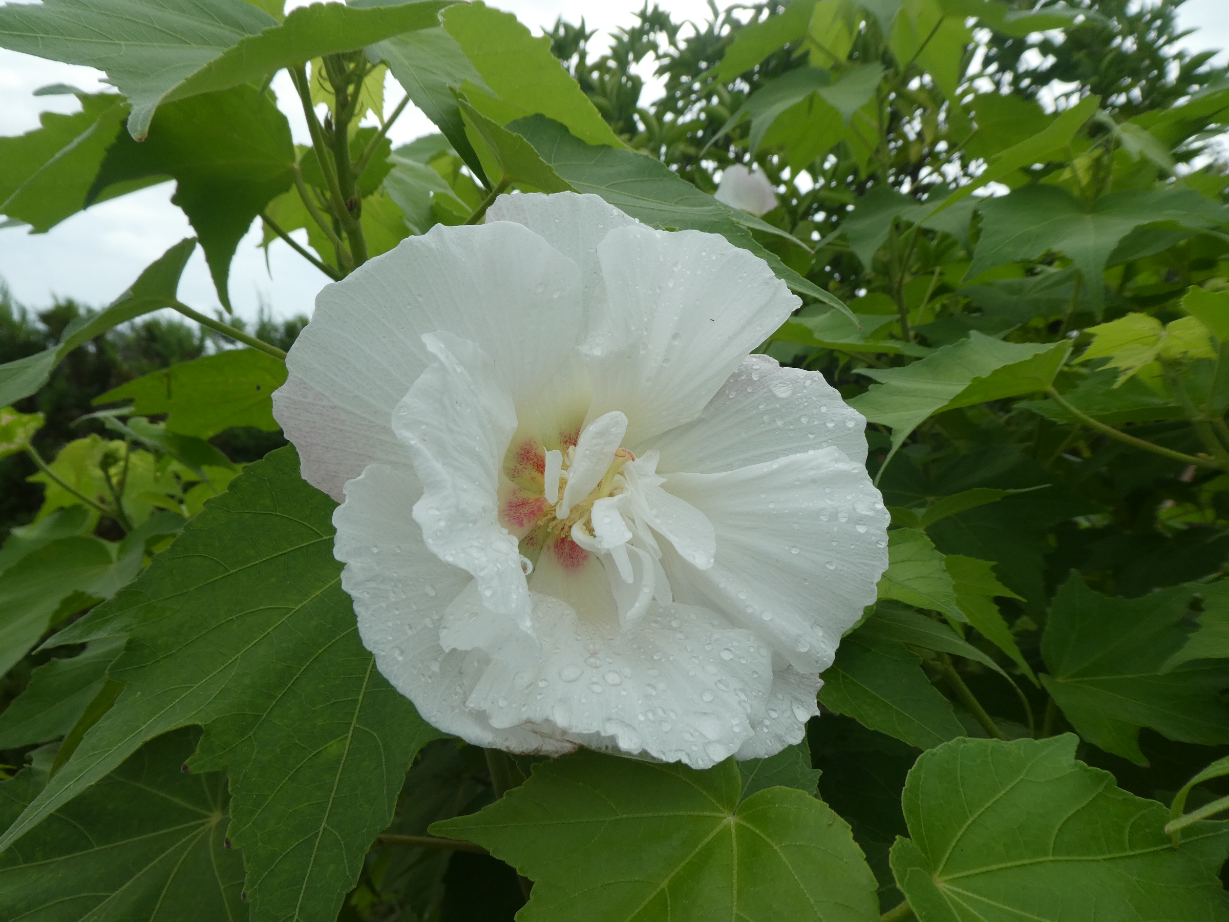 酔芙蓉 すいふよう が咲き始めました 神奈川県立花と緑のふれあいセンター 花菜ガーデン