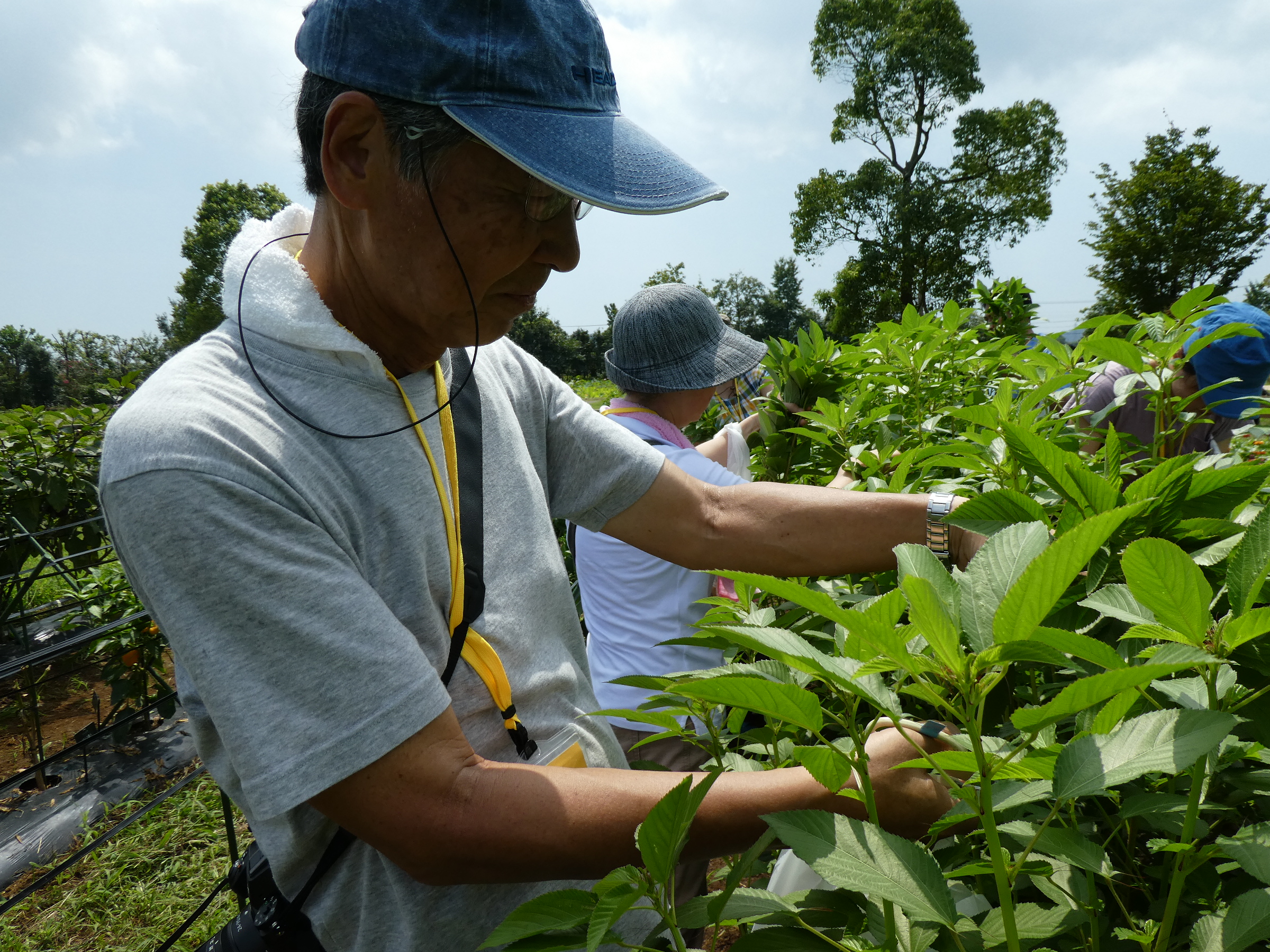 モロヘイヤとクウシンサイの収穫体験 神奈川県立花と緑のふれあいセンター 花菜ガーデン