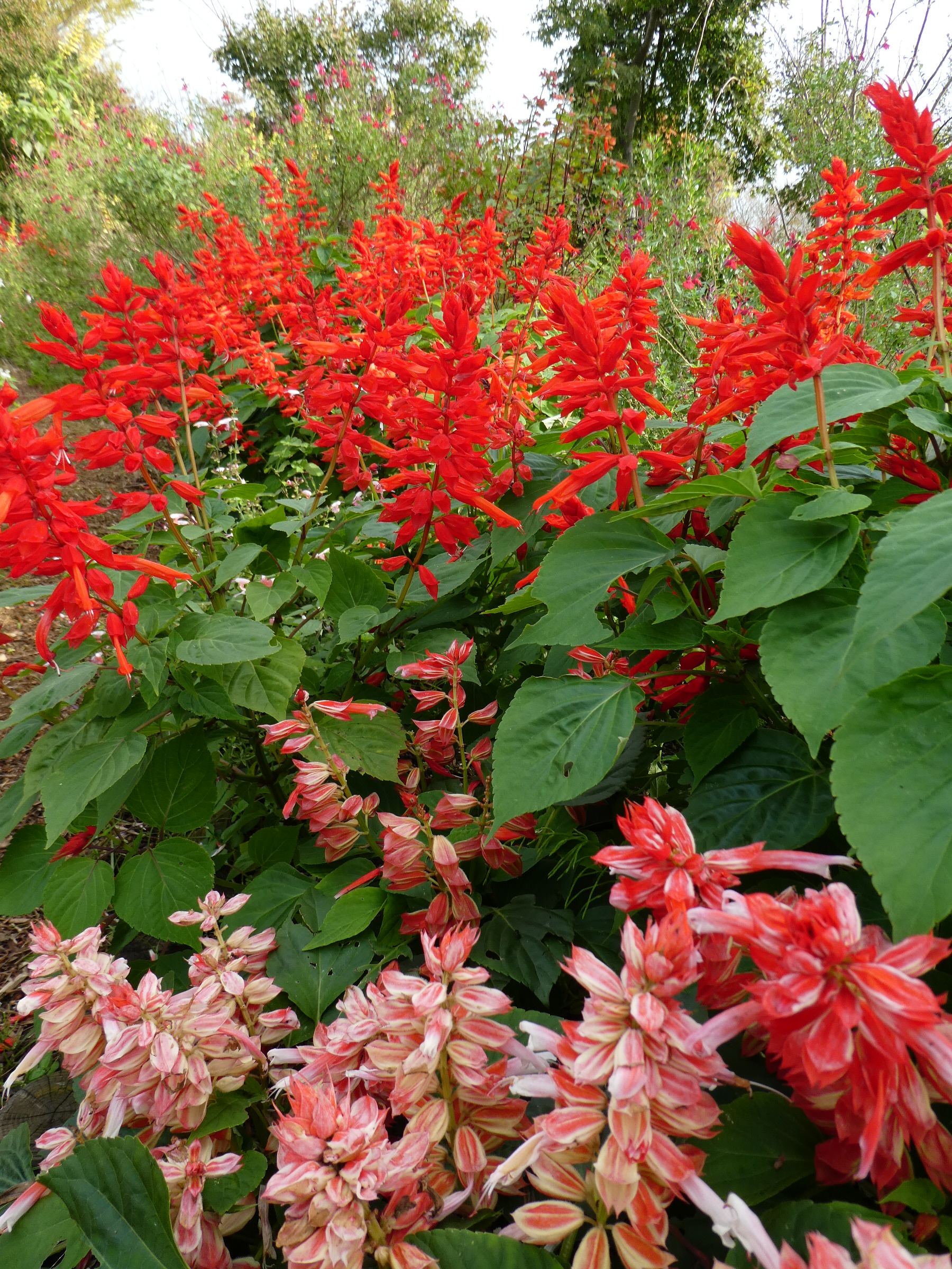 サルビアのつぶやき。。。 - 神奈川県立花と緑のふれあいセンター 花菜