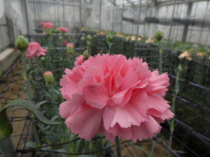 カーネーションの花摘み体験 神奈川県立花と緑のふれあいセンター 花菜ガーデン