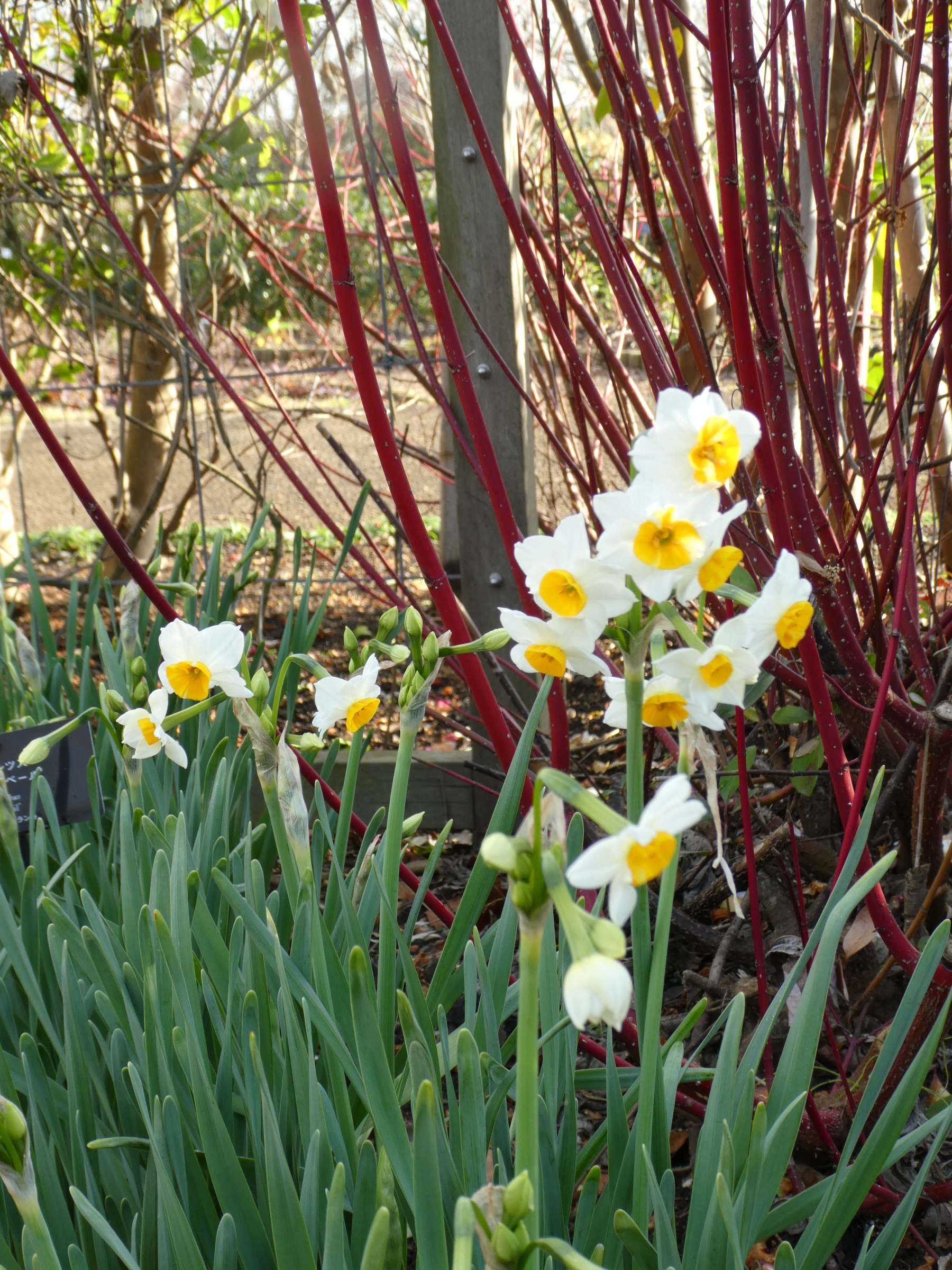 ありがとうございました。 神奈川県立花と緑のふれあいセンター 花菜ガーデン