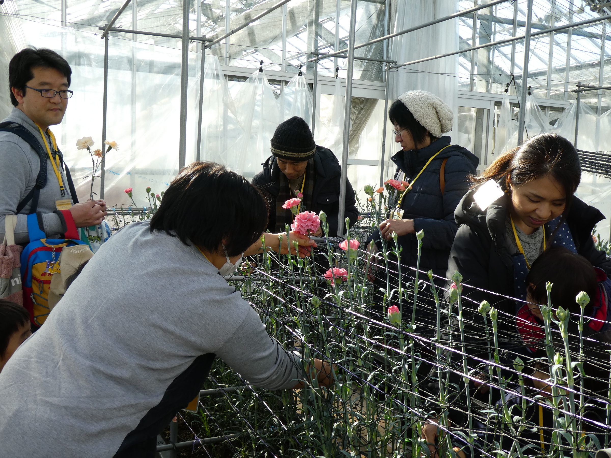 カーネーションの花摘み体験♪ - 神奈川県立花と緑のふれあいセンター