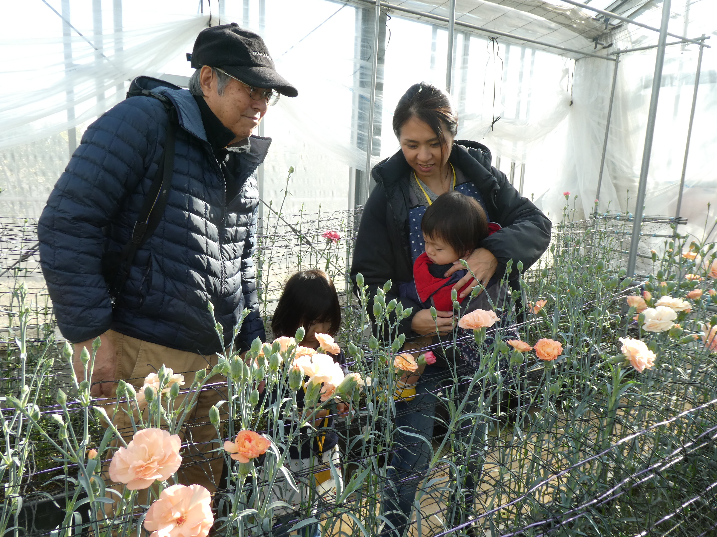 カーネーションの花摘み体験♪ - 神奈川県立花と緑のふれあいセンター