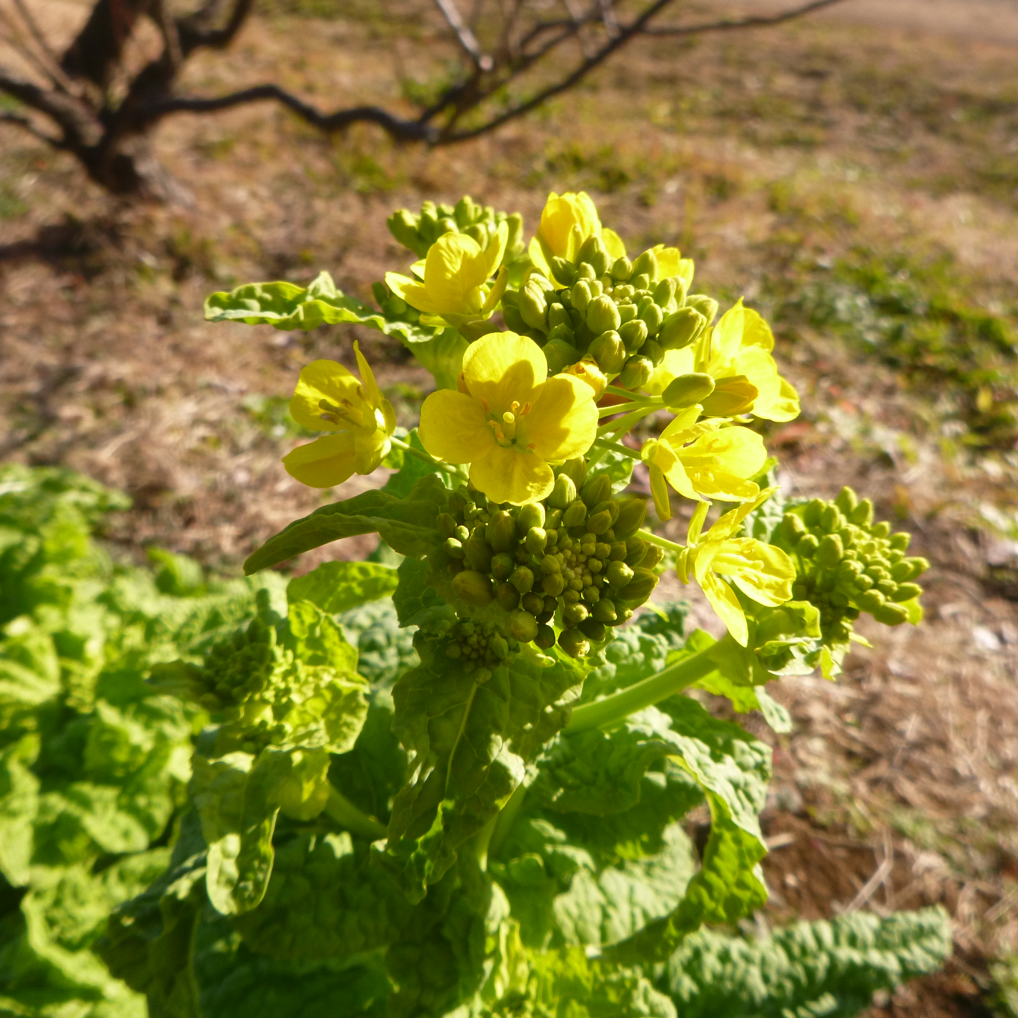 冬の陽だまりの色(^^♪ - 神奈川県立花と緑のふれあいセンター 花菜