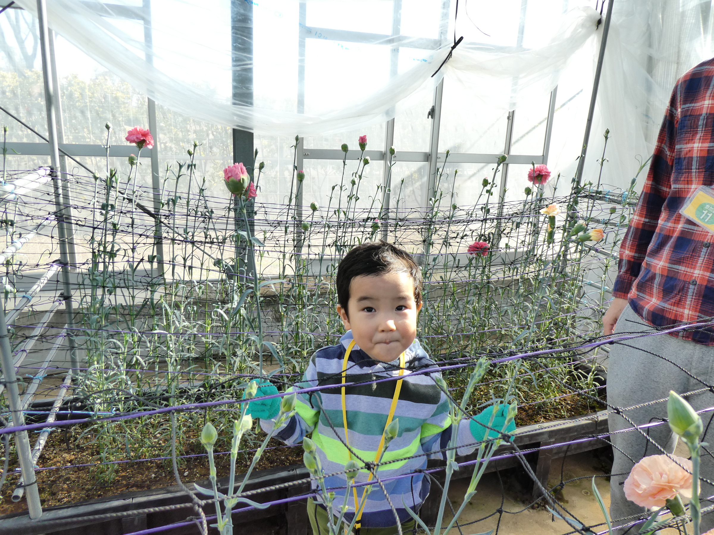 カーネーションの花摘み体験 - 神奈川県立花と緑のふれあいセンター