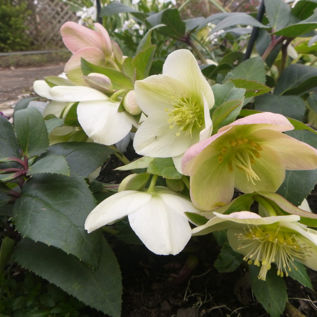 1月のクリスマスローズ図鑑(^^♪ 神奈川県立花と緑のふれあいセンター 花菜ガーデン