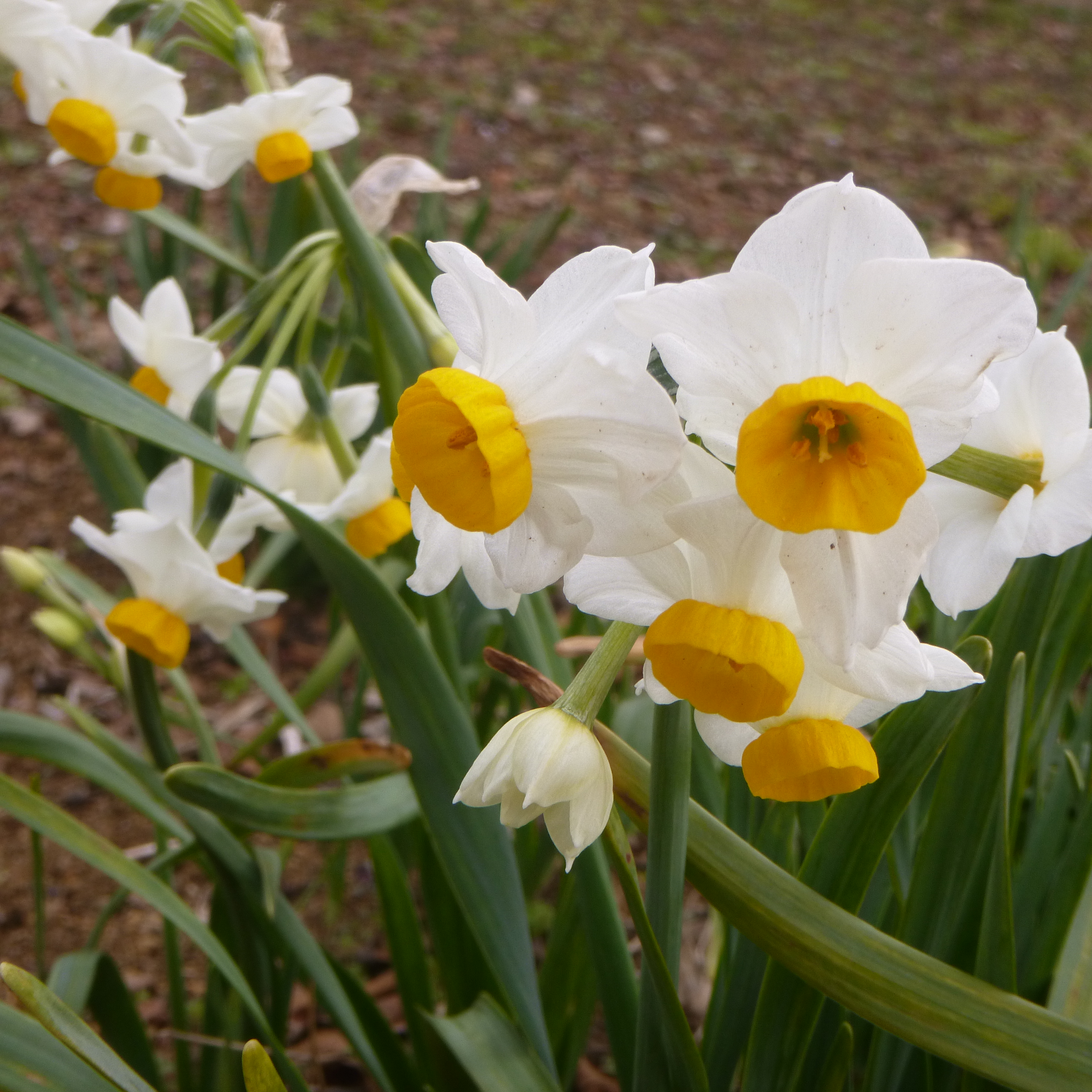 花菜のスイセンたち - 神奈川県立花と緑のふれあいセンター 花菜ガーデン