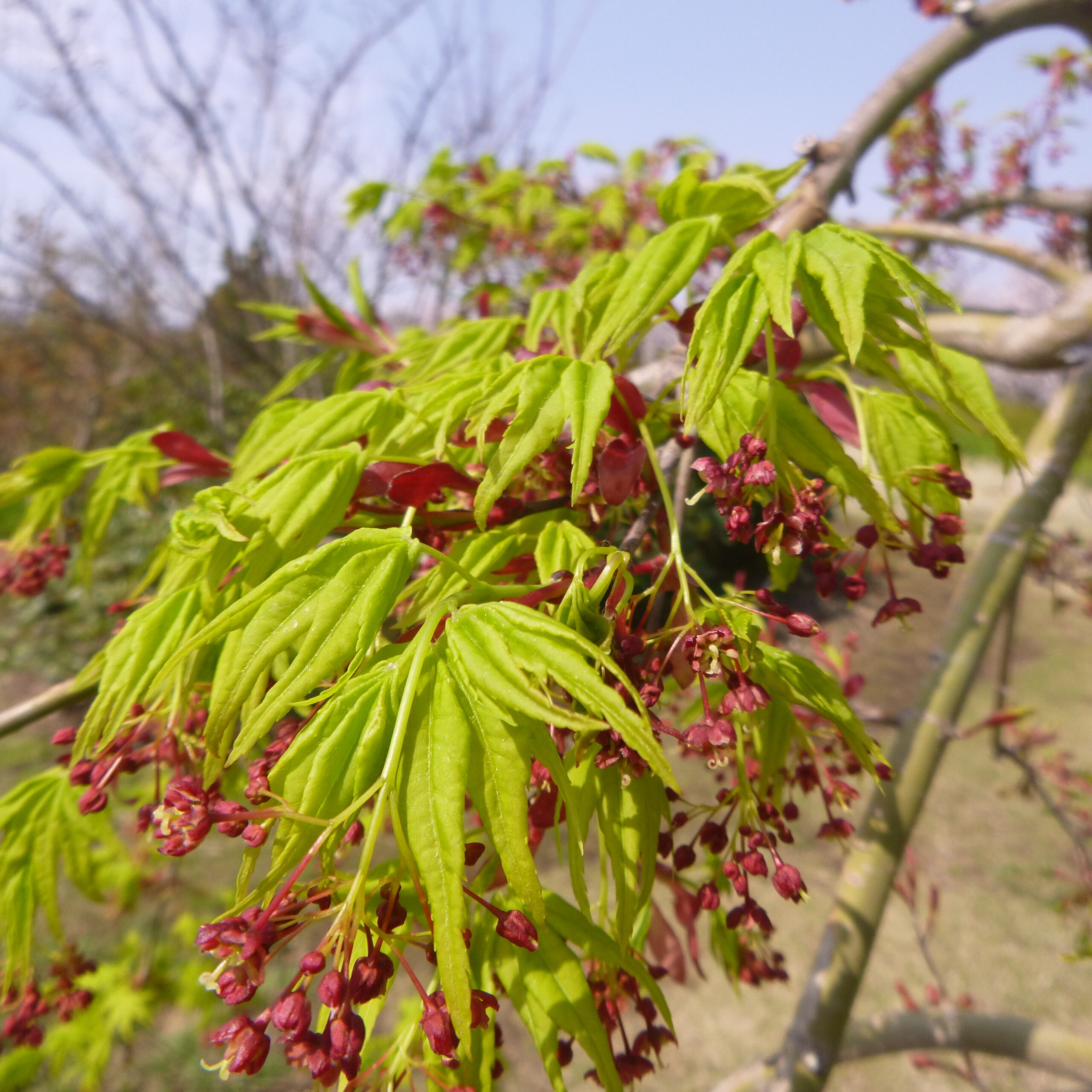 春もみじ いろいろ 神奈川県立花と緑のふれあいセンター 花菜ガーデン