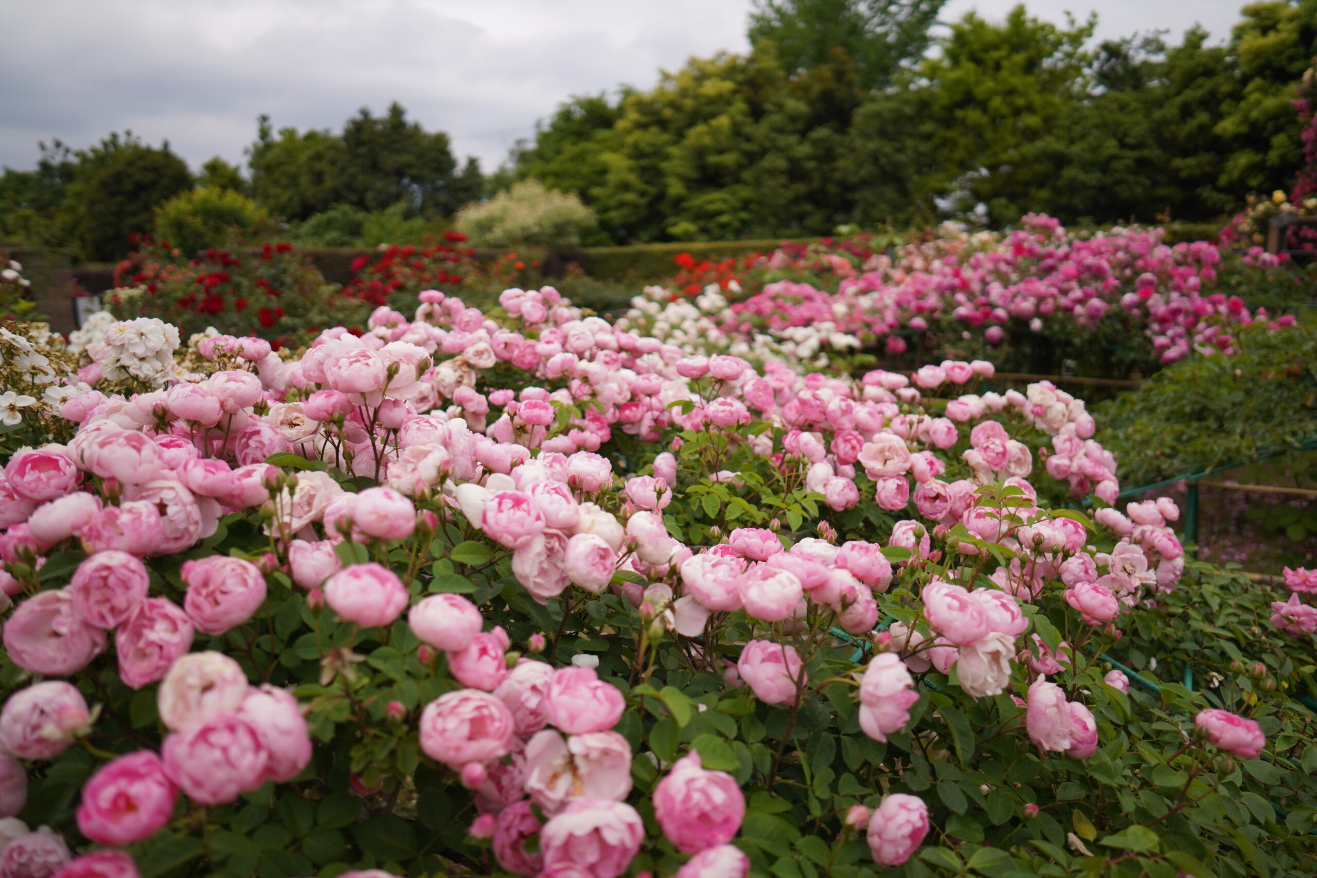 ミニバラやクライミングローズなどがよく咲いています 神奈川県立花と緑のふれあいセンター 花菜ガーデン