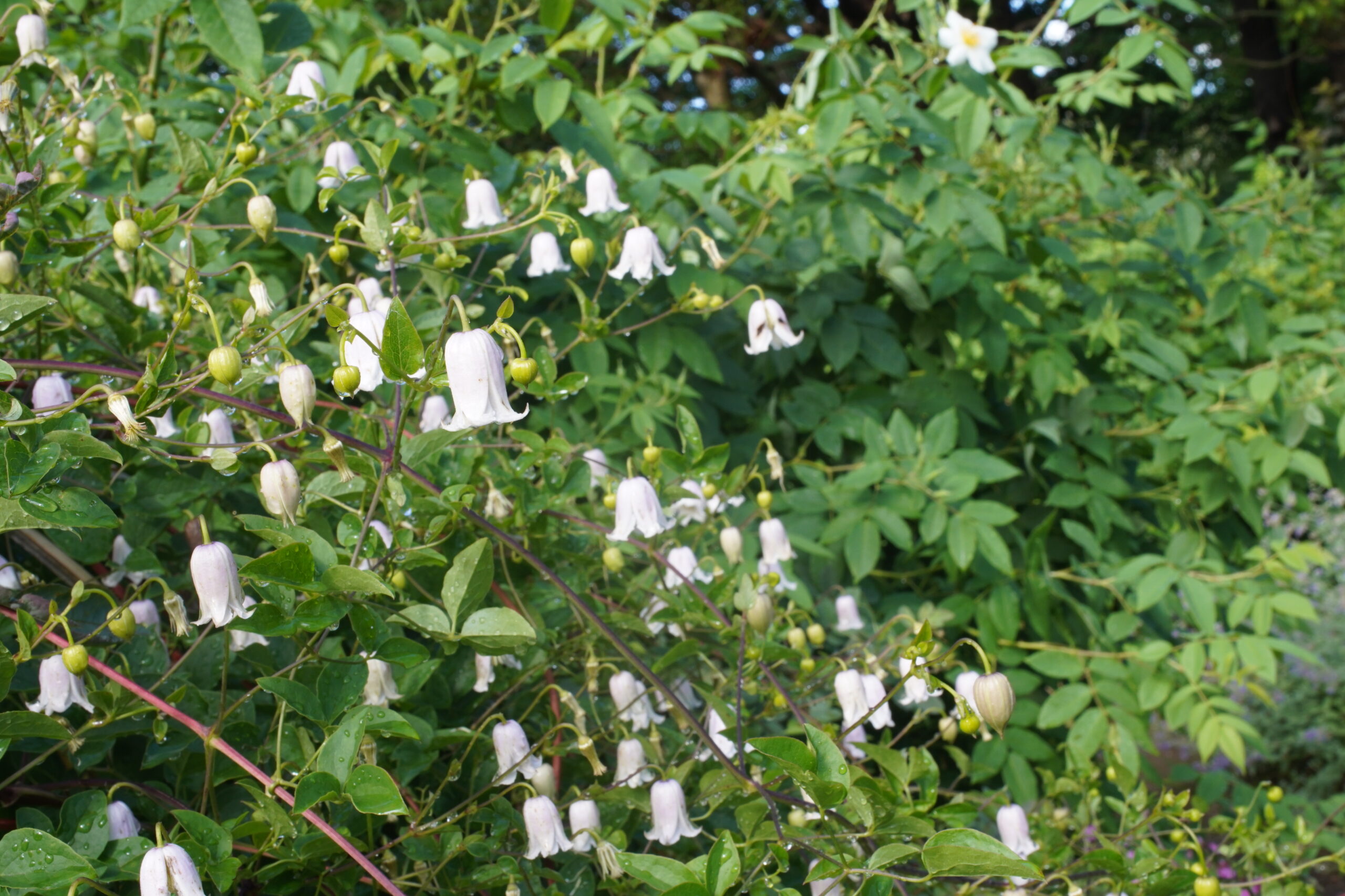 主役はバラから宿根草へ 神奈川県立花と緑のふれあいセンター 花菜ガーデン 主役はバラから宿根草へ 神奈川県立花と緑のふれあいセンター 花菜ガーデン