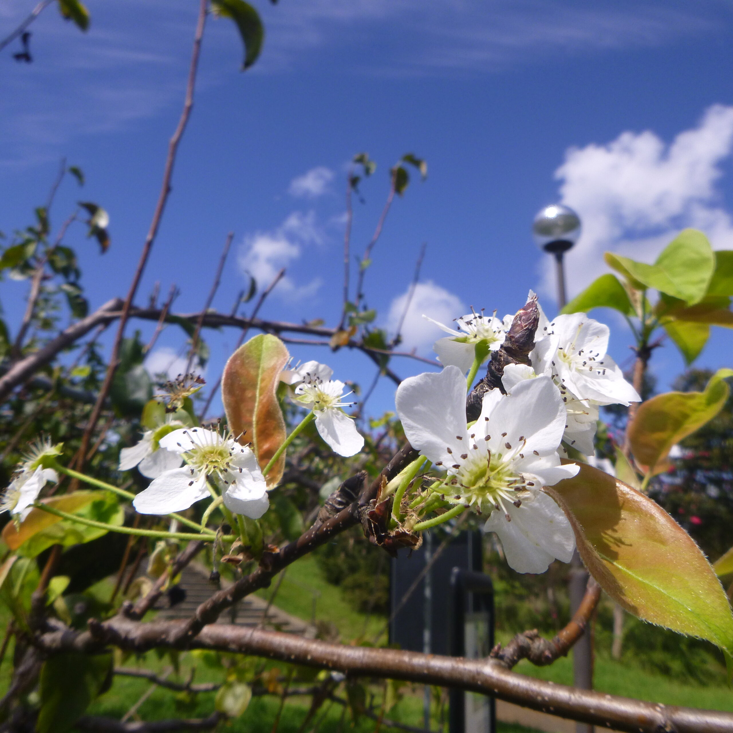 秋なのに。。。ナシの花⁉ - 神奈川県立花と緑のふれあいセンター 花菜
