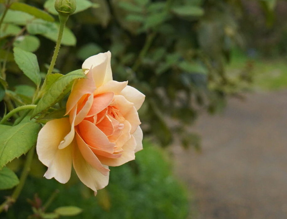 9月 神奈川県立花と緑のふれあいセンター 花菜ガーデン