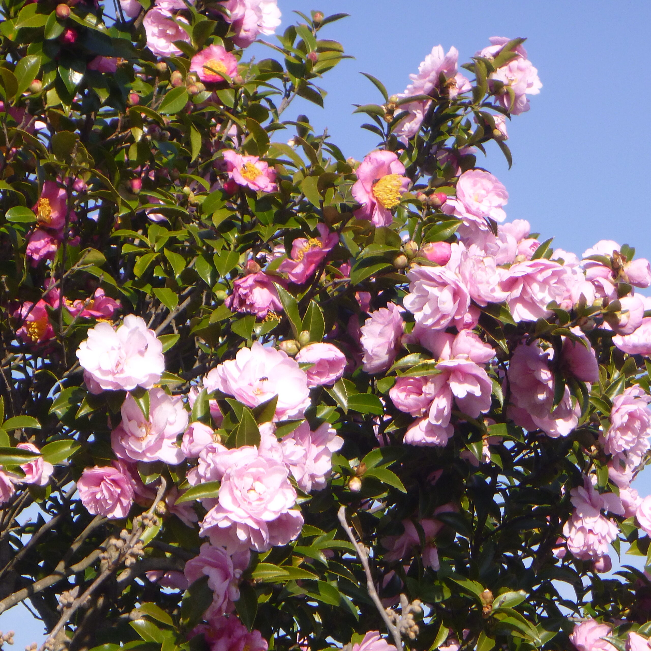 11月 神奈川県立花と緑のふれあいセンター 花菜ガーデン