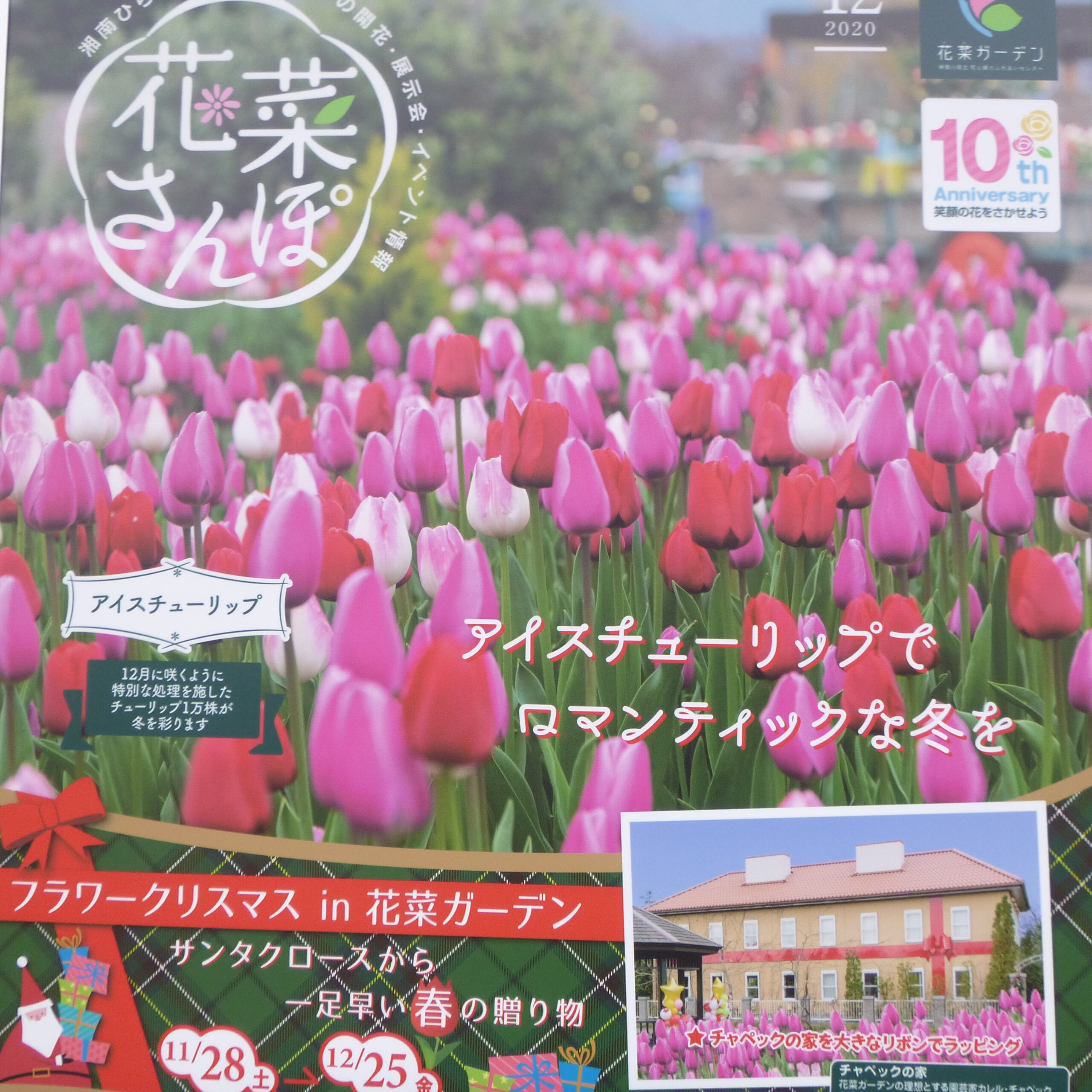 冬にチューリップを咲かせます 神奈川県立花と緑のふれあいセンター 花菜ガーデン