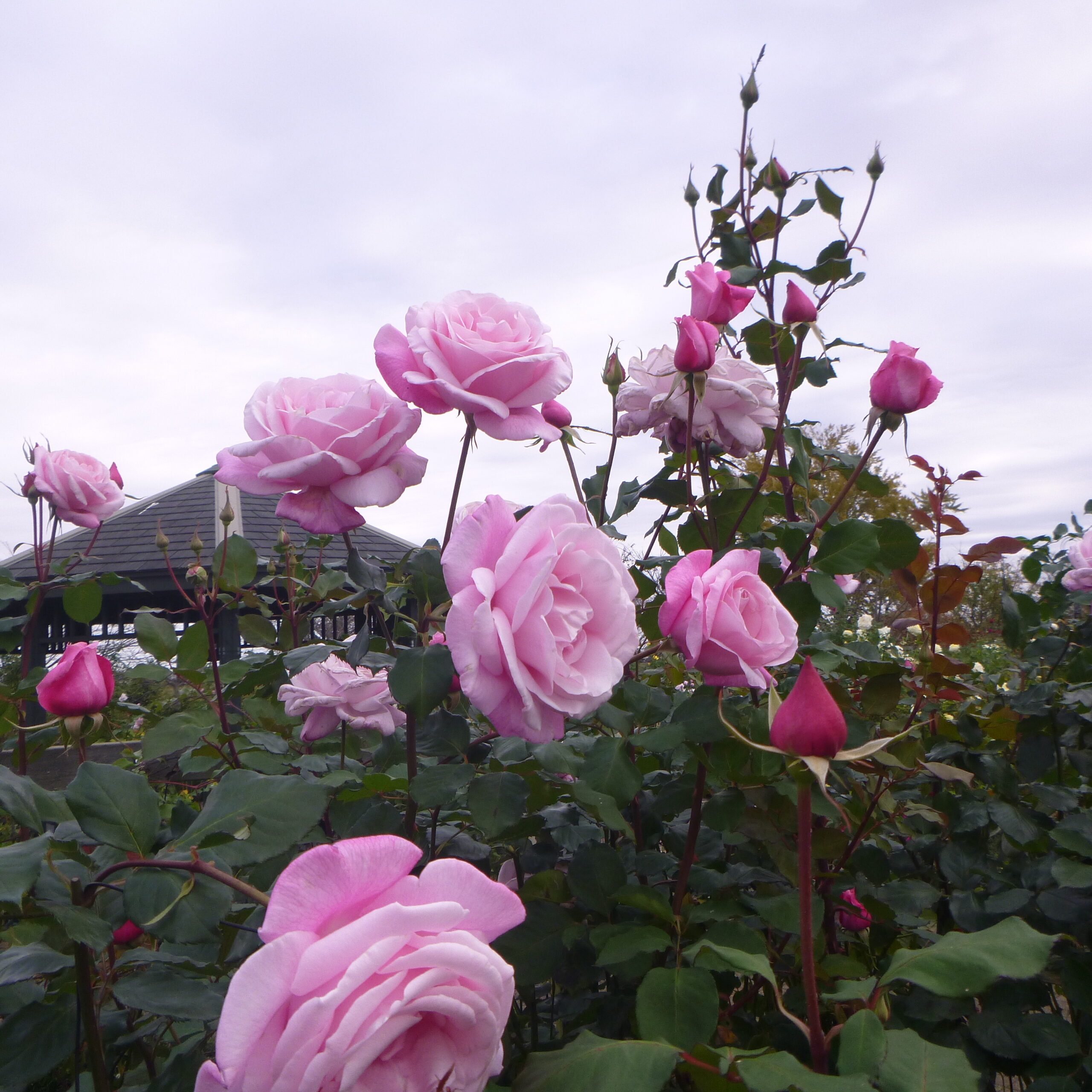 11月 神奈川県立花と緑のふれあいセンター 花菜ガーデン