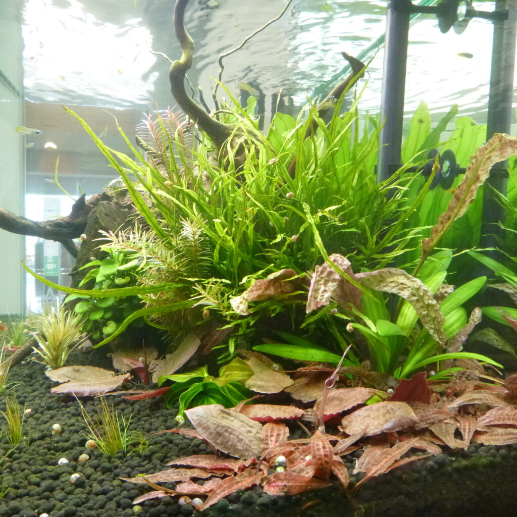 水の中の花、咲きました(^^♪ 神奈川県立花と緑のふれあいセンター 花菜ガーデン