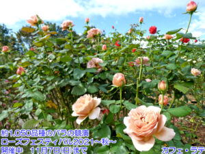 ローズフェスティバル21 秋 神奈川県立花と緑のふれあいセンター 花菜ガーデン