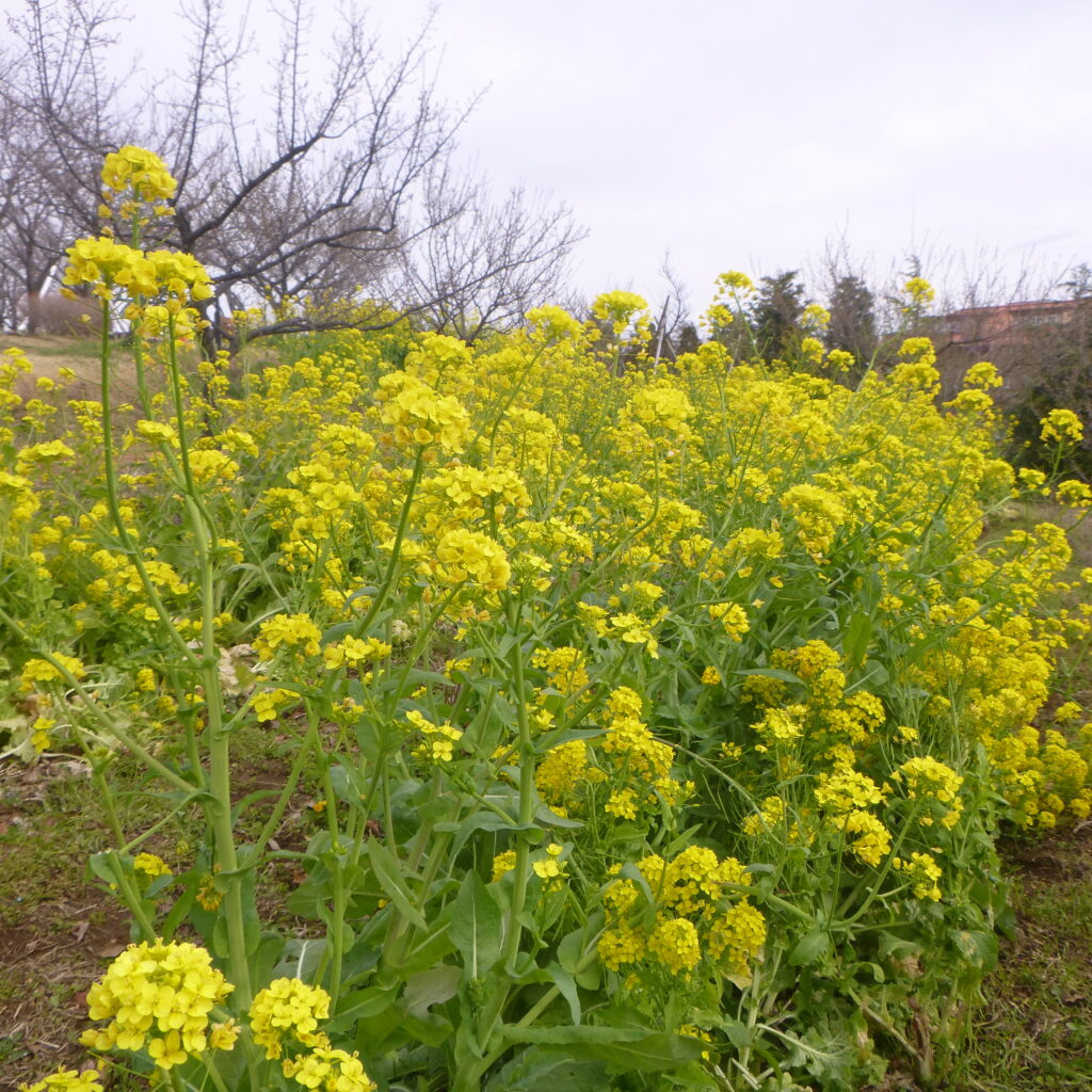 ナノハナって何の花？ 神奈川県立花と緑のふれあいセンター 花菜ガーデン