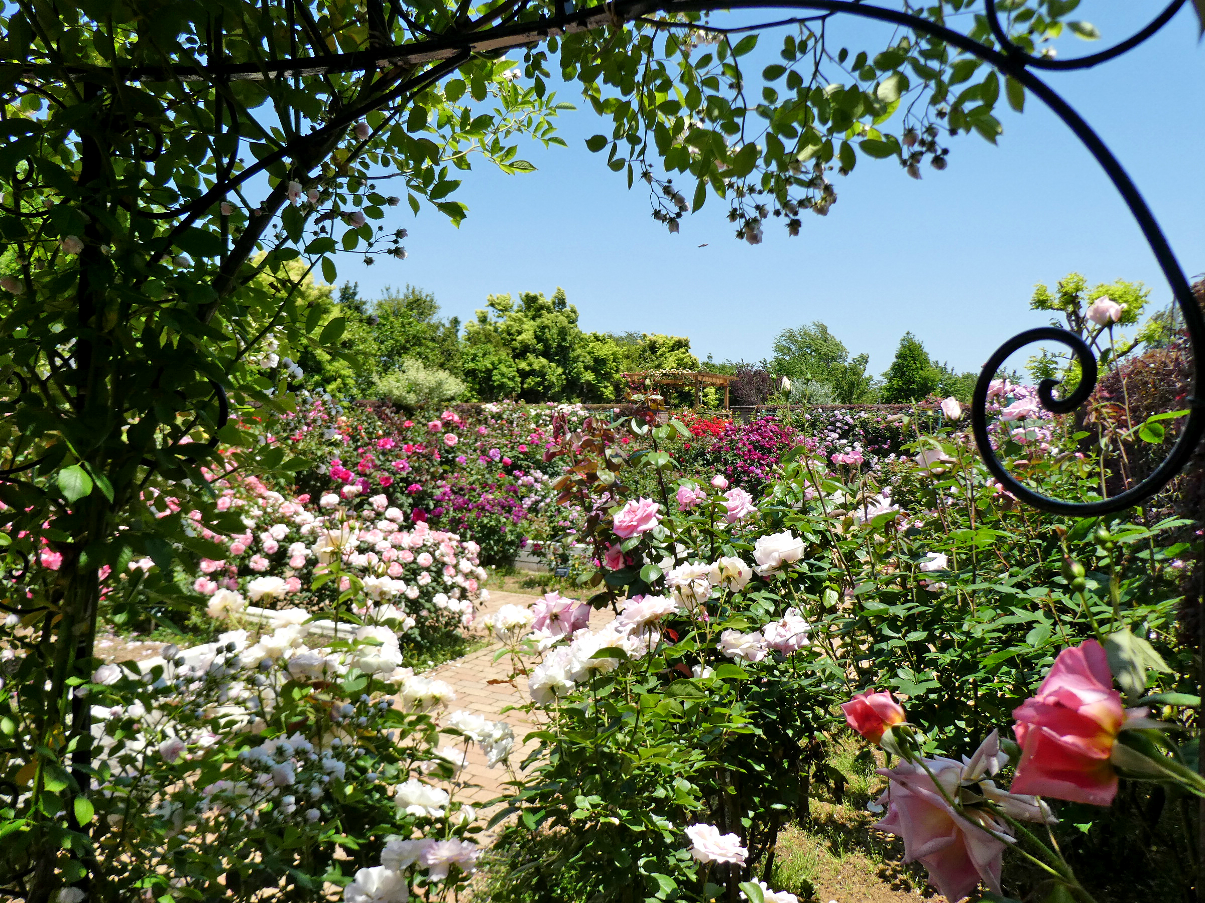 もうすぐバラが見ごろを迎えます 神奈川県立花と緑のふれあいセンター 花菜ガーデン