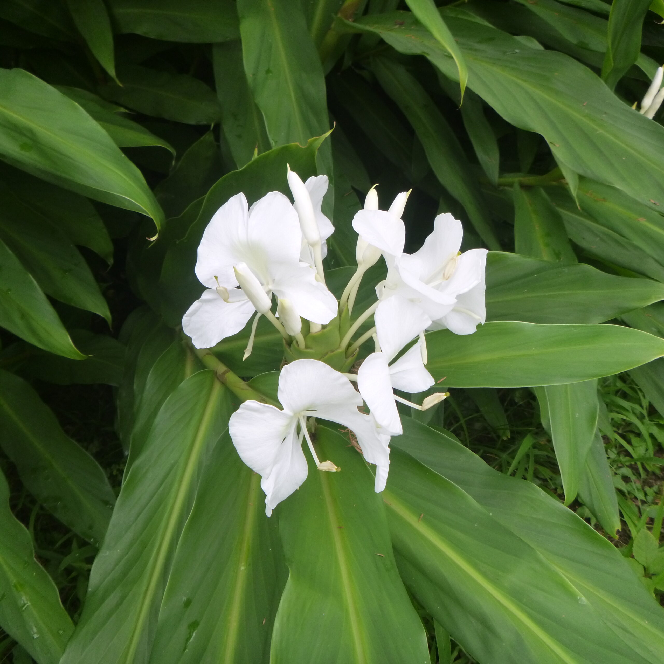 見ごろの植物 神奈川県立花と緑のふれあいセンター 花菜ガーデン