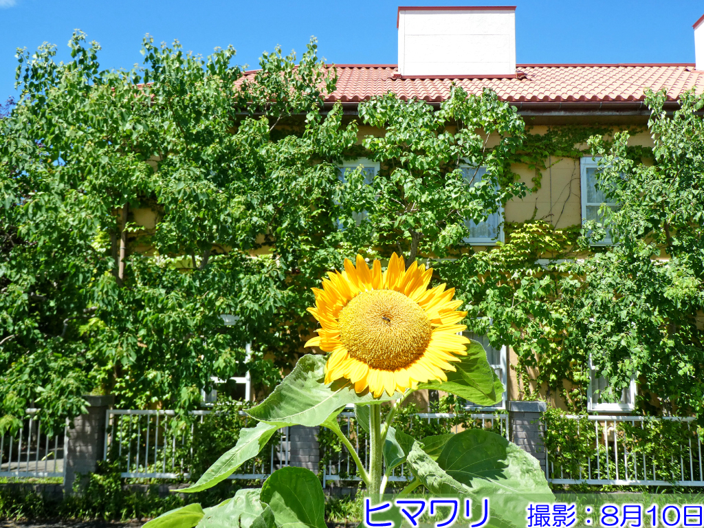 神奈川県立花と緑のふれあいセンター 花菜ガーデン