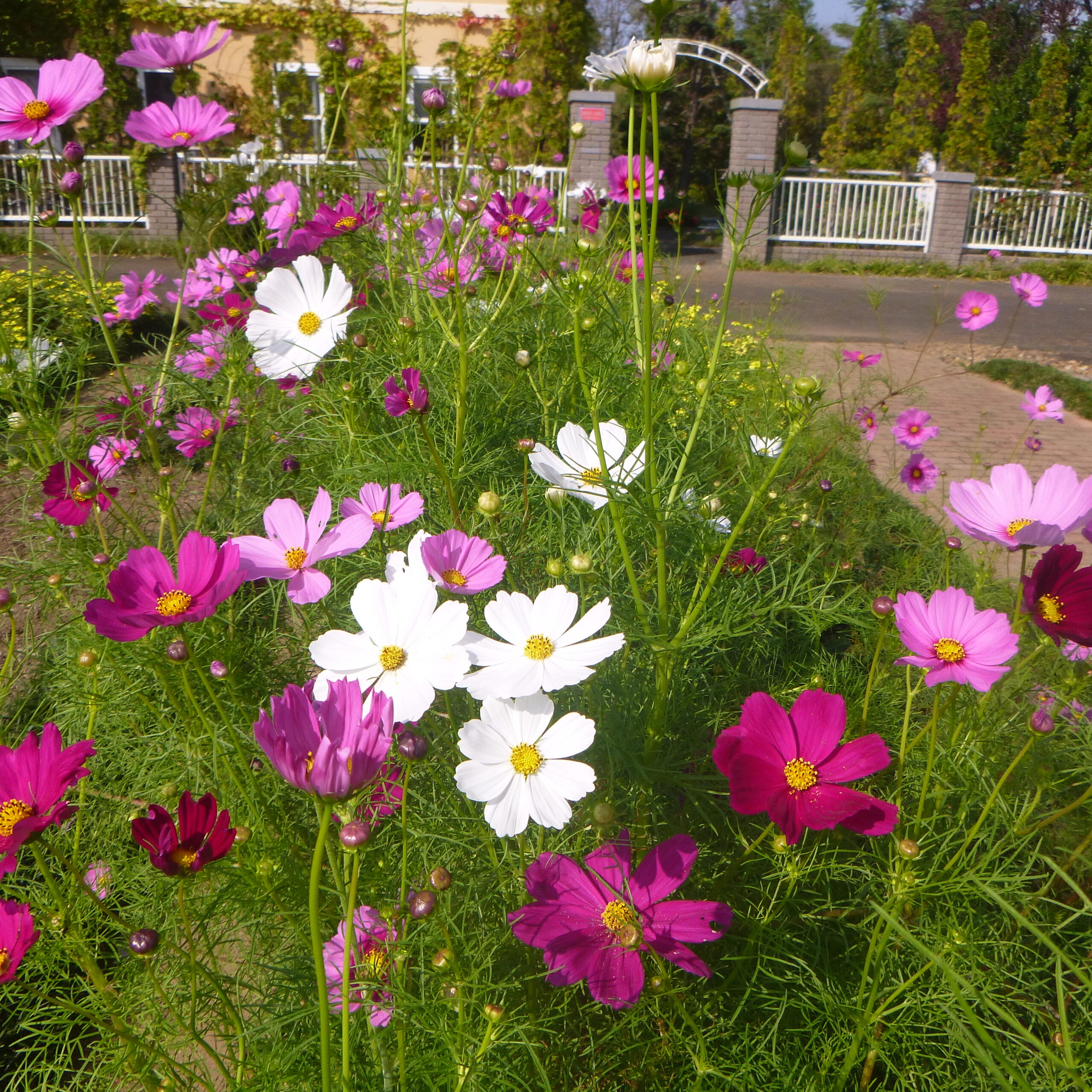 コスモスや宿根アスター サルビアが見頃です 神奈川県立花と緑のふれあいセンター 花菜ガーデン
