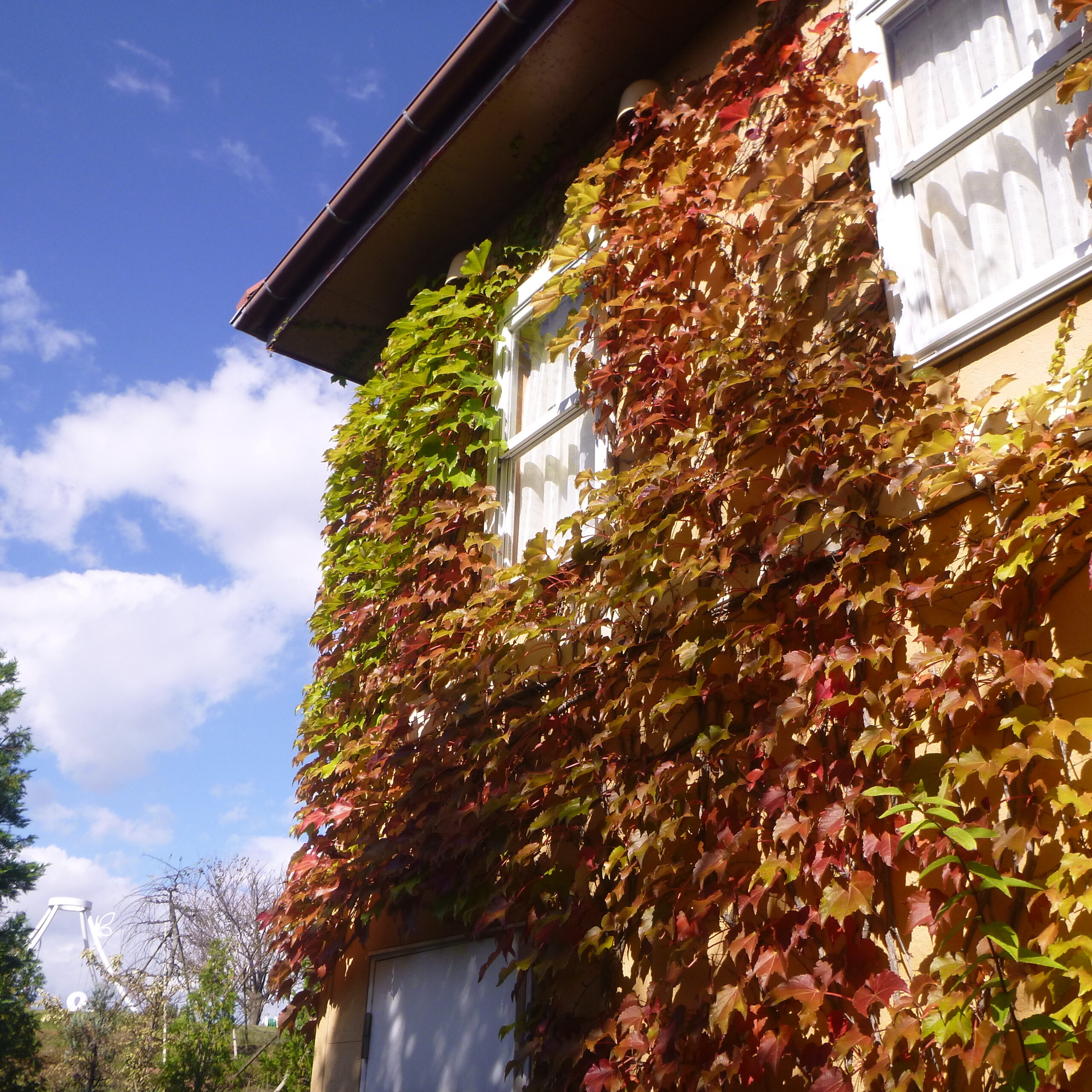 深まる秋をご堪能いただけます。 - 神奈川県立花と緑のふれあい