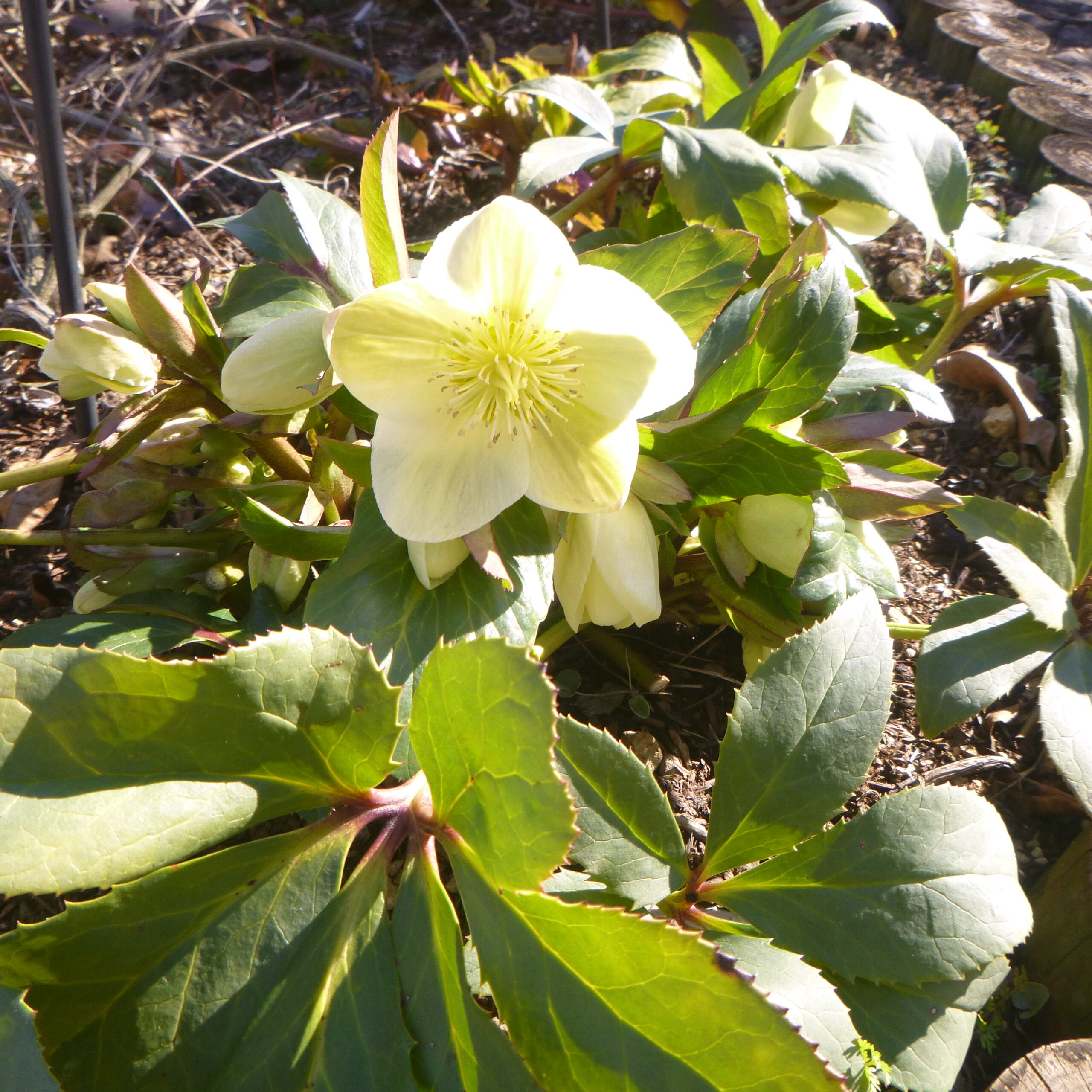 見ごろの植物 神奈川県立花と緑のふれあいセンター 花菜ガーデン