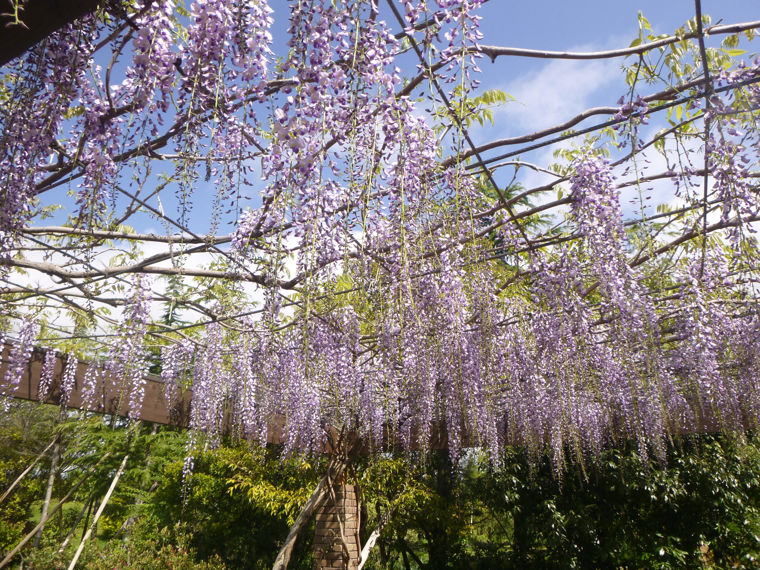 浴衣フジ藤の花ふじ身丈149cm裄62cm紺色ネイビー紫パープル黄緑注染綿コーマ 浴衣フジ藤の花ふじ身丈149cm裄62cm紺色ネイビー紫パープル黄緑注染綿