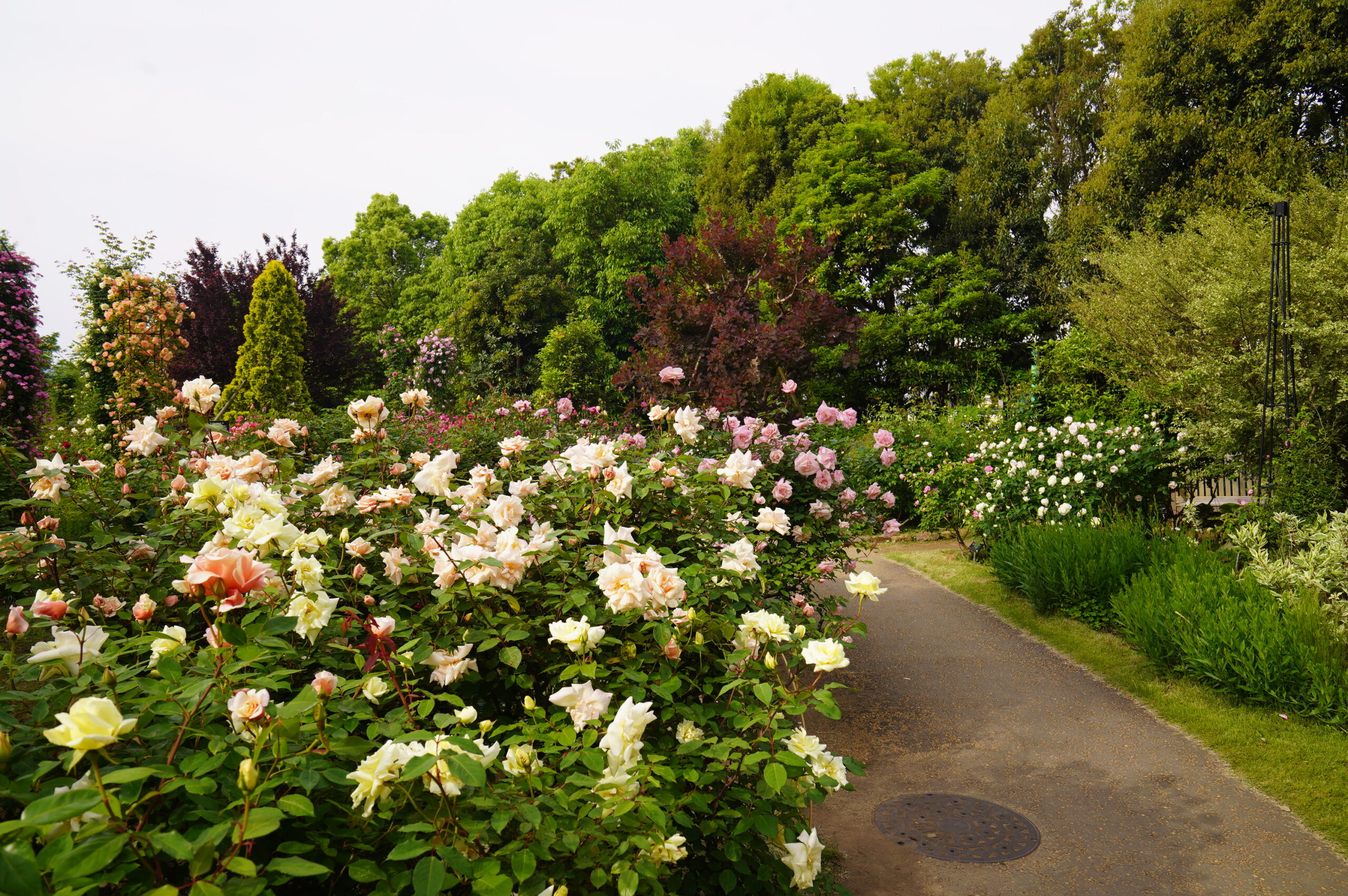 薔薇の轍（わだち）全体で花数が増えてきました - 神奈川県立花と緑の