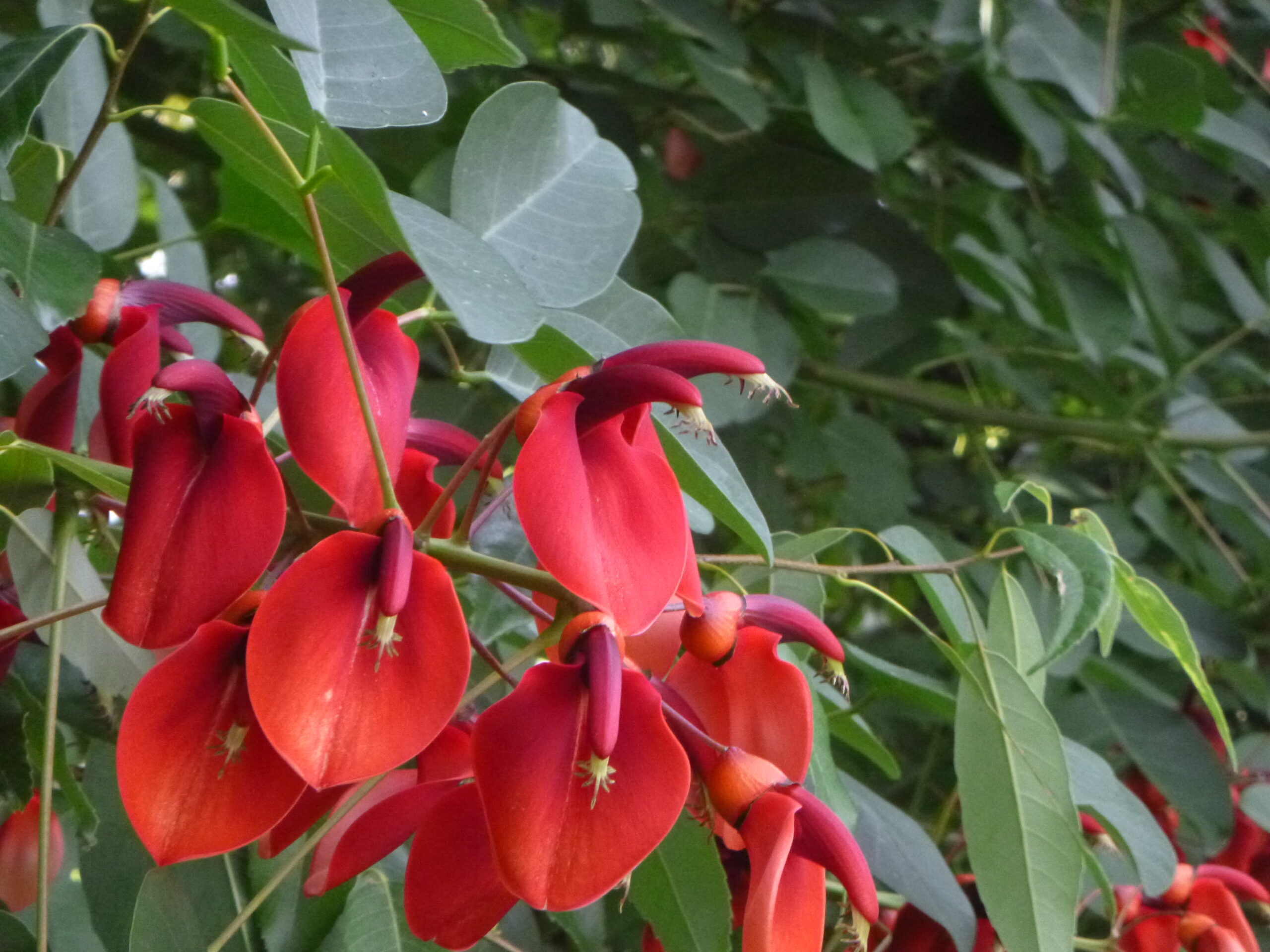 アメリカデイゴ】と【屋久島百日紅】（ヤクシマサルスベリ）開花しま