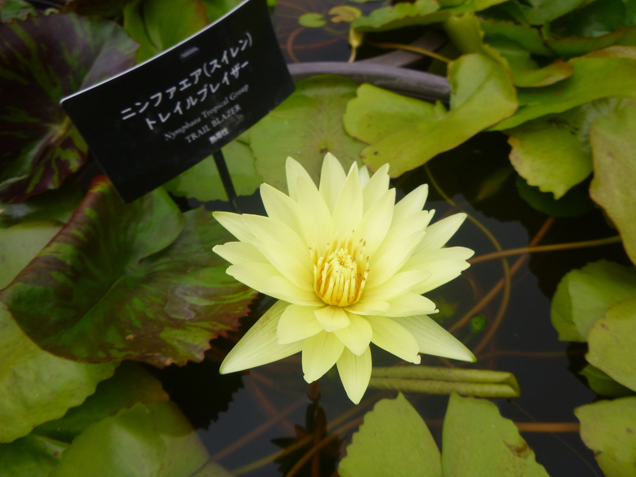 熱帯スイレンのご紹介 - 神奈川県立花と緑のふれあいセンター 花菜ガーデン