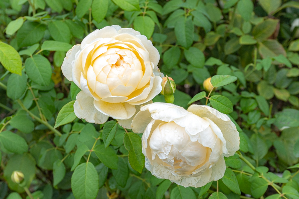 菜の花 産地直送 ミニバラ 黄色 7号鉢植え／岐阜 セントラルローズから