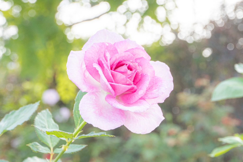 開花が進んできました。 - 神奈川県立花と緑のふれあいセンター 花菜ガーデン