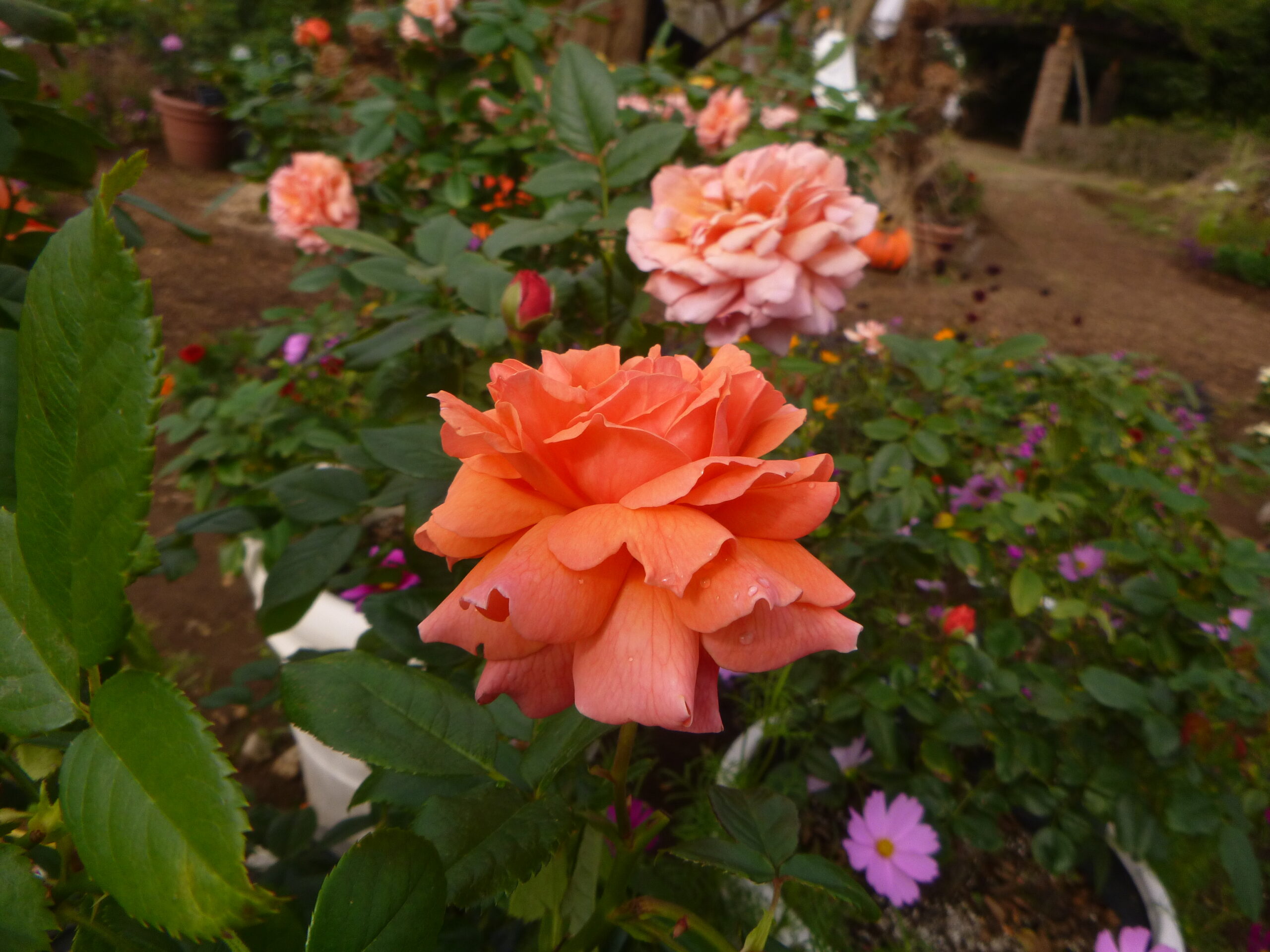 花菜ローズ、タイワンホトトギスが見ごろです - 神奈川県立花と緑の