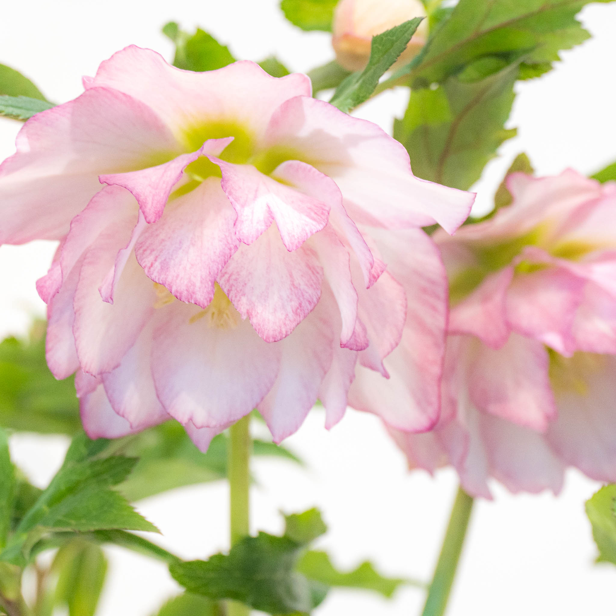 クリスマスローズ展 - 神奈川県立花と緑のふれあいセンター 花菜ガーデン