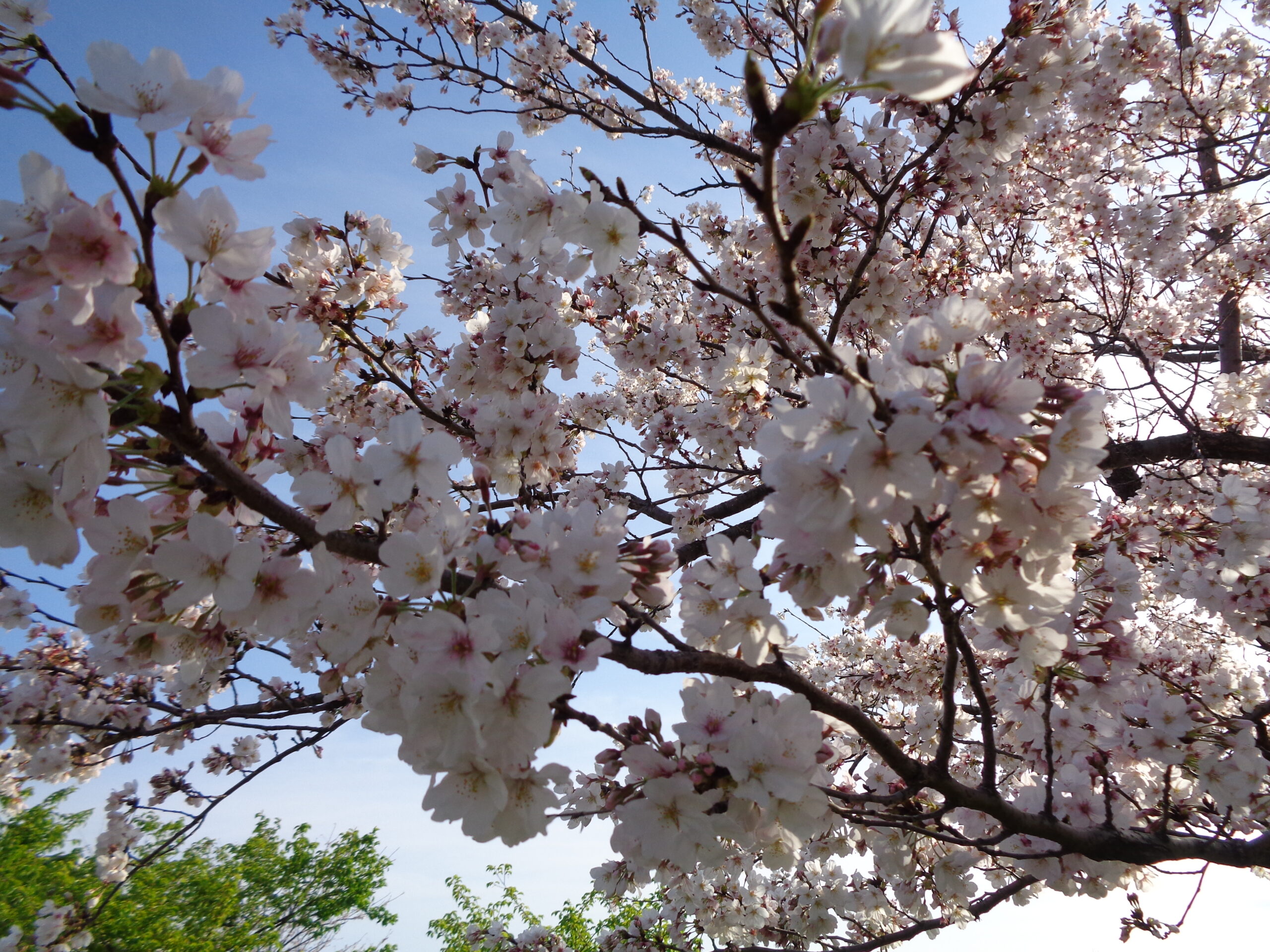 お花見が楽しみな季節です🌸 - 神奈川県立花と緑のふれあいセンター