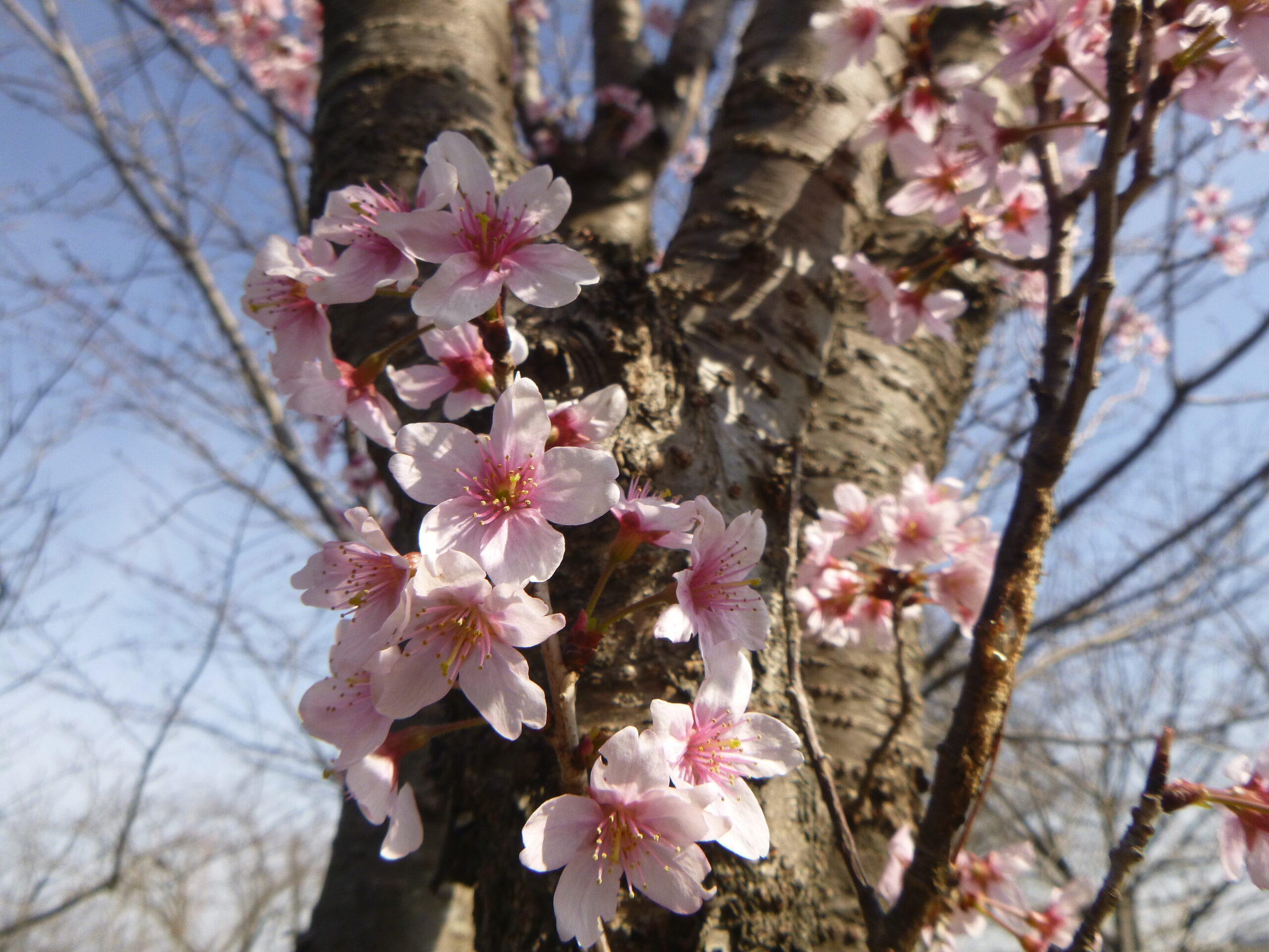雪柳・桜・花桃・トサミズキなど春の花がどんどん咲きます - 神奈川