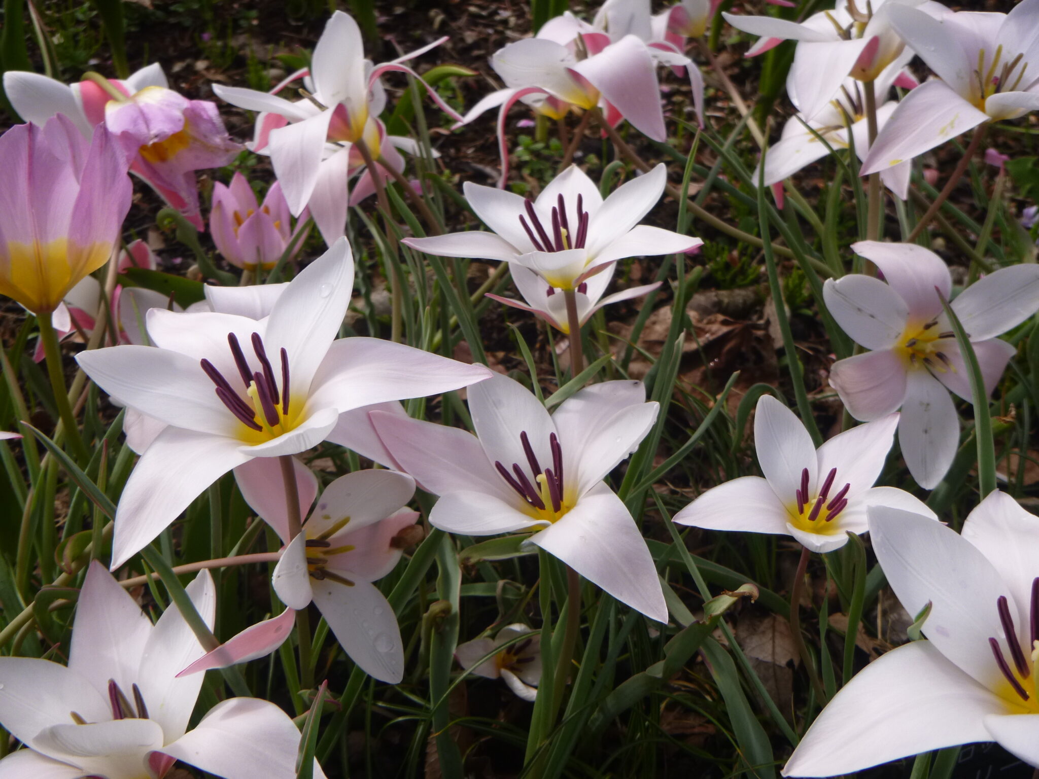 春咲き球根の花々が咲き始めています - 神奈川県立花と緑のふれあいセンター 花菜ガーデン