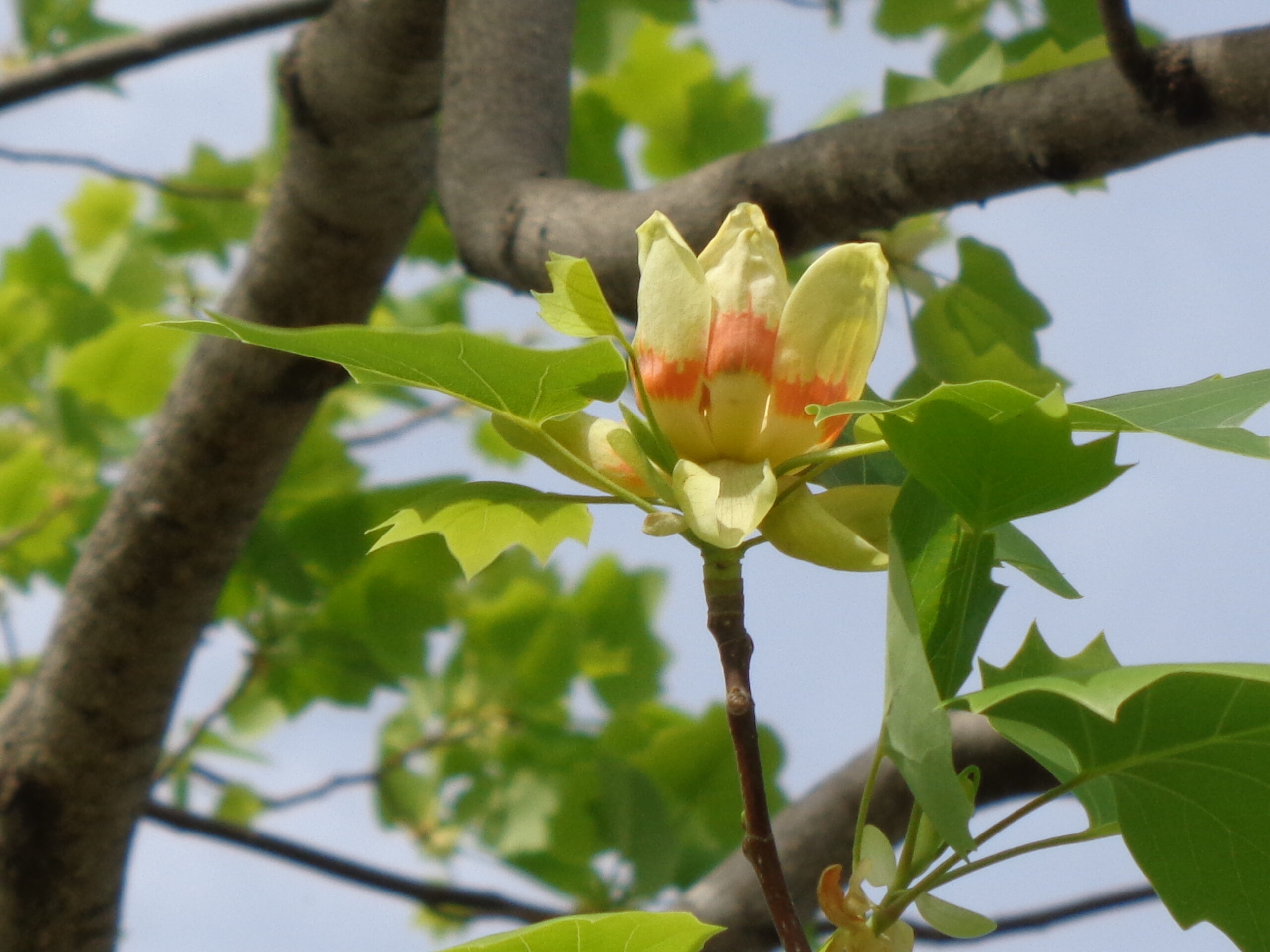 パキラ　白と緑の二重のお花と オレンジと黄色のお花　キャッツアイ写真立て パキラ 白と緑の二重のお花と オレンジと黄色のお花 キャッツアイ写真