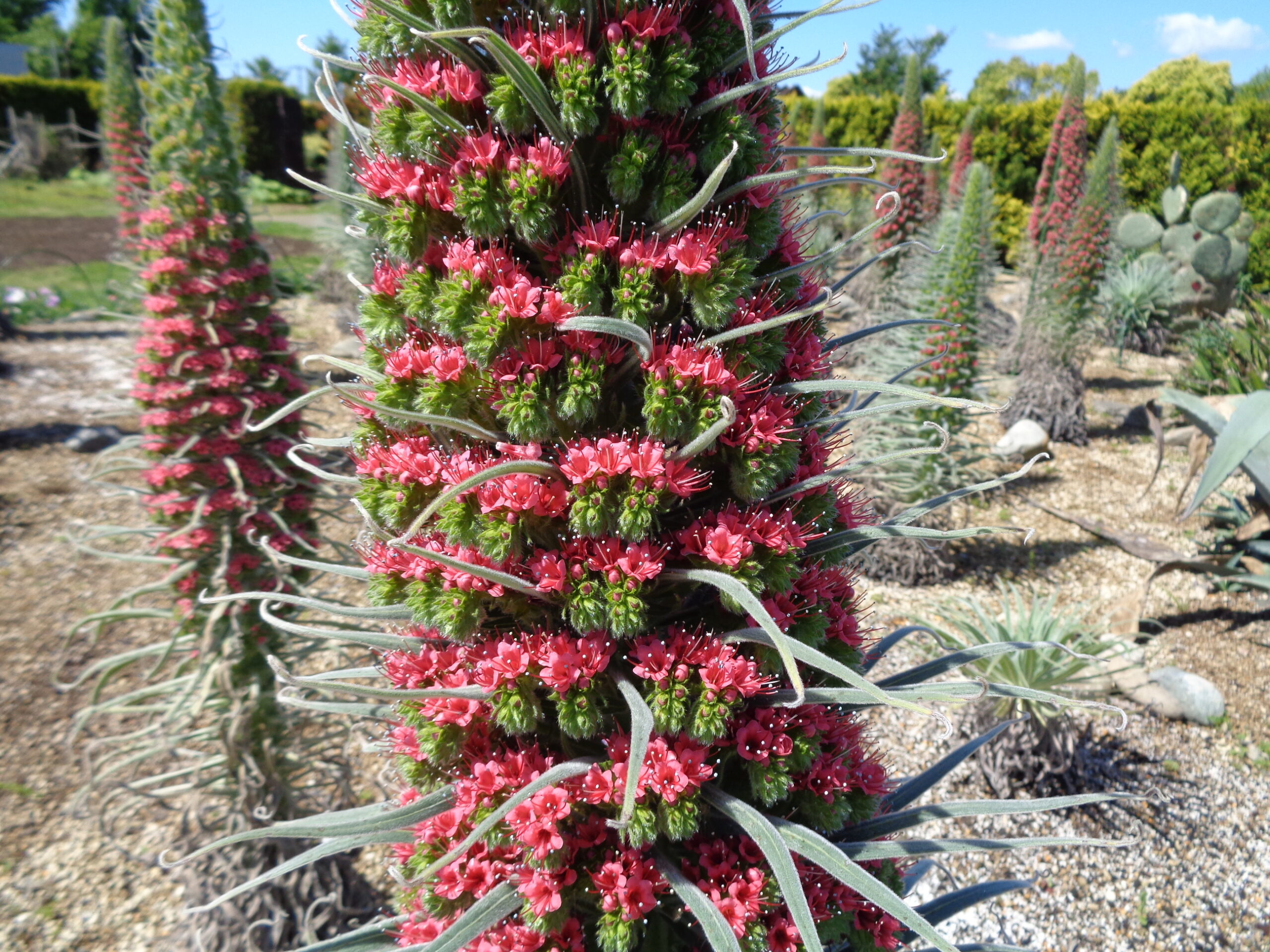 エキウム・ウィルドプレッティ咲き始めました - 神奈川県立花と緑のふれあいセンター 花菜ガーデン