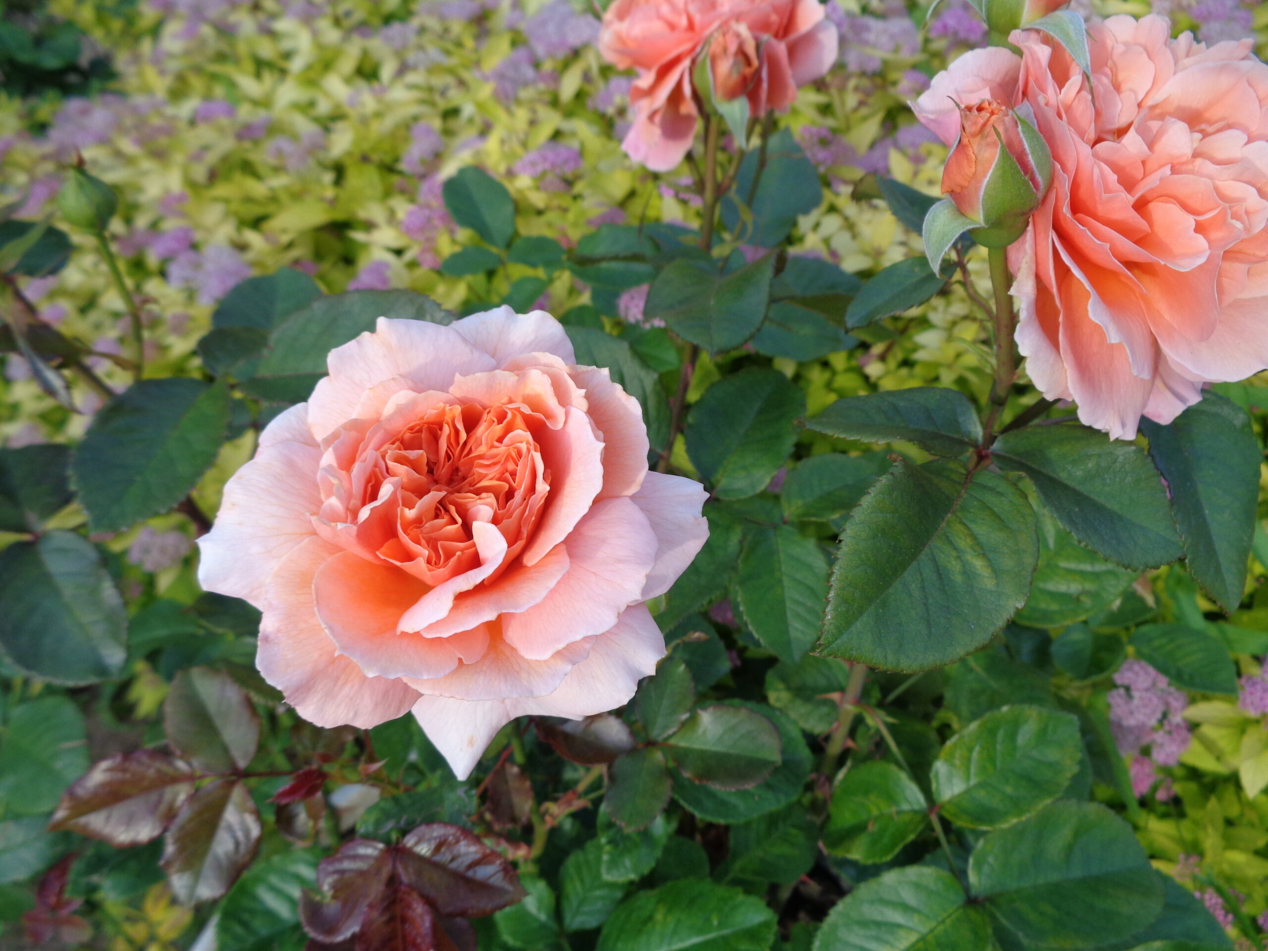 花菜ローズと大型マグノリアとアジサイの色付きはじめ - 神奈川県立花