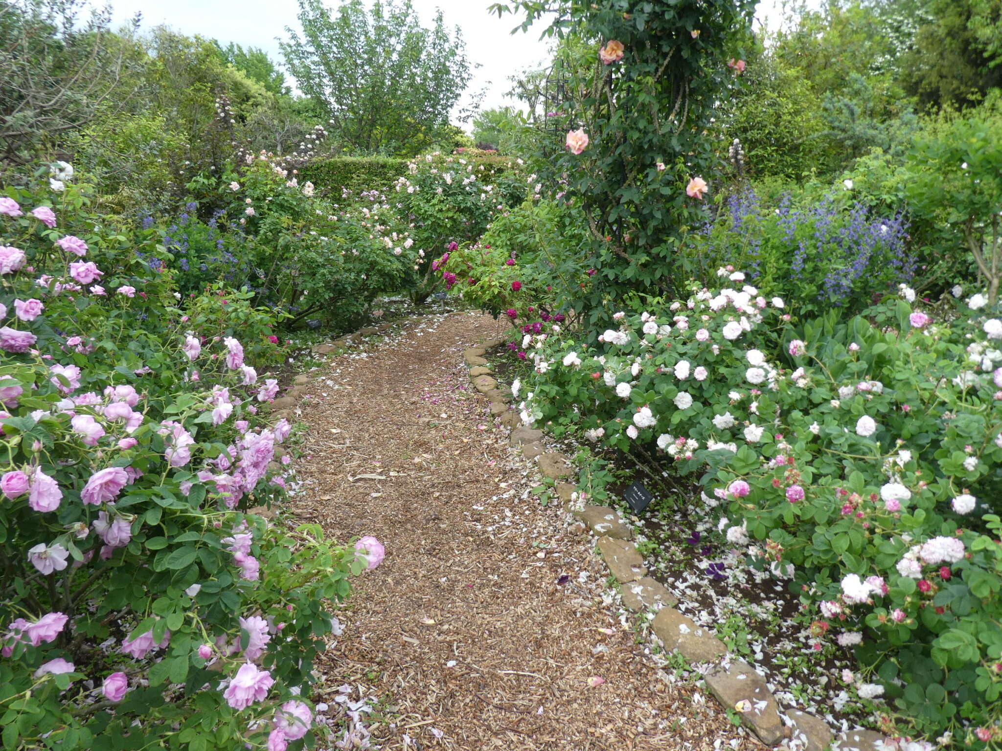 見ごろが続いています 神奈川県立花と緑のふれあいセンター 花菜ガーデン
