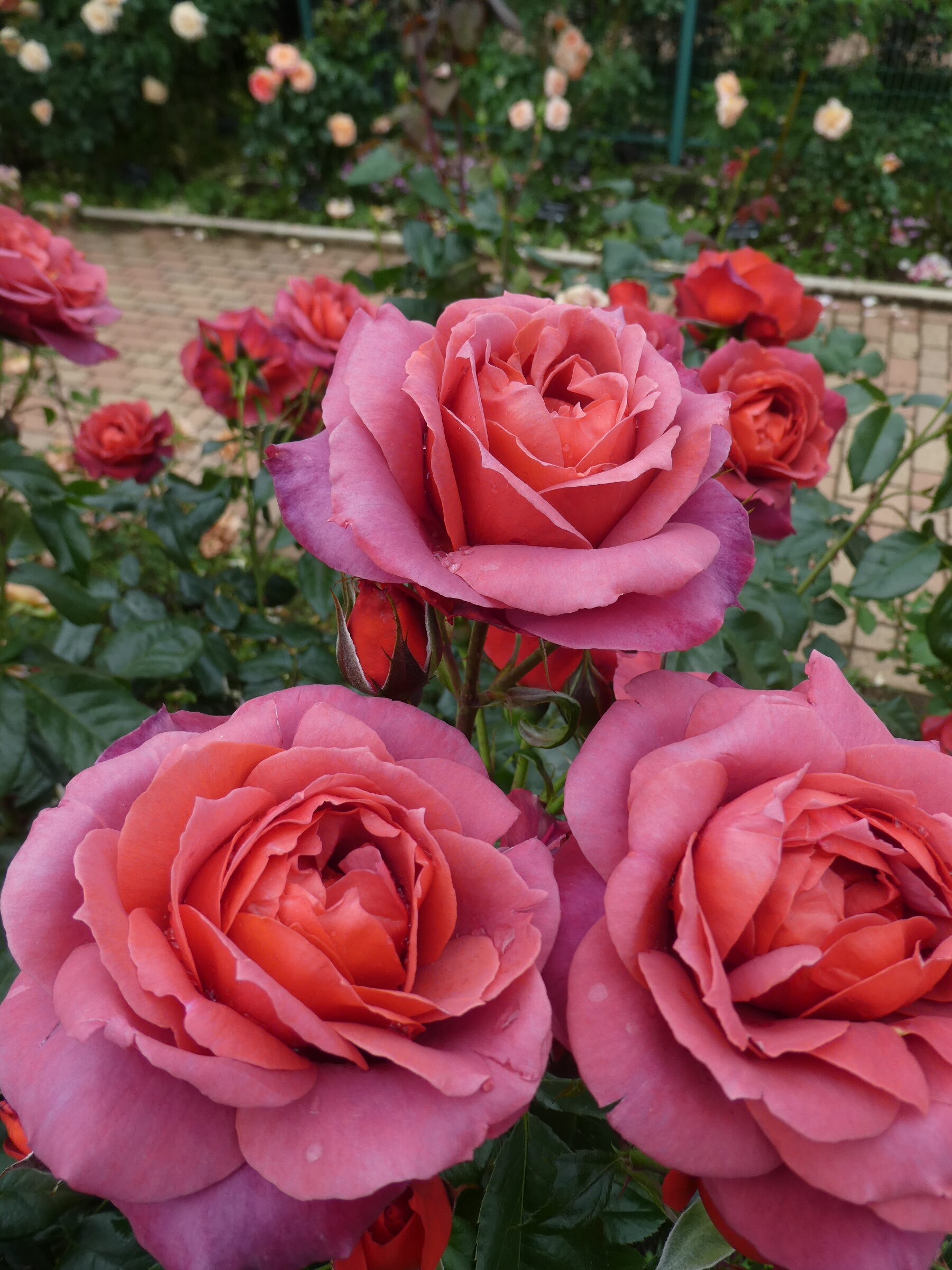 秦森康屯　白バラ 秦森康屯 白バラ 秦森康屯 白バラ 夏季休廊のお知らせ 平素より