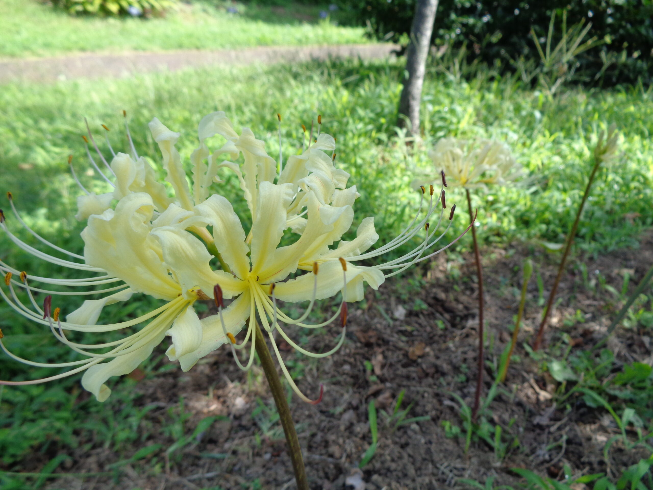 リコリスが咲き始めました - 神奈川県立花と緑のふれあいセンター 花菜
